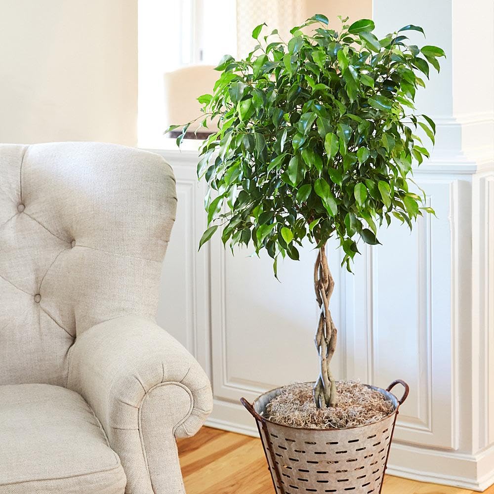 Brighter Blooms - Braided Benjamina Ficus Tree, 3-4 ft. - No Shipping to AK, AZ, HI, OR