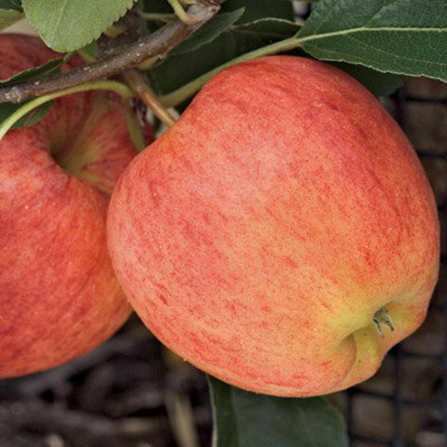 Gala Apple Tree - 36-48" Tall Live Plant - 3-4 Foot Tall Juicy Red Apple Fruit Tree - Malus domestica 'Gala'