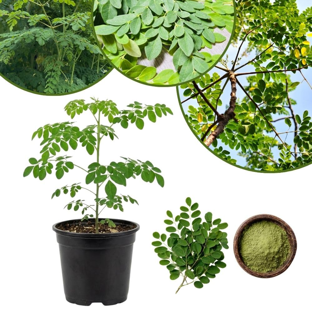 2 Moringa Tree Live Plant Per Pot, 4-7" Tall, Moringa Oleifera Plant, Tropical Herbal Plants for Growing Outdoor