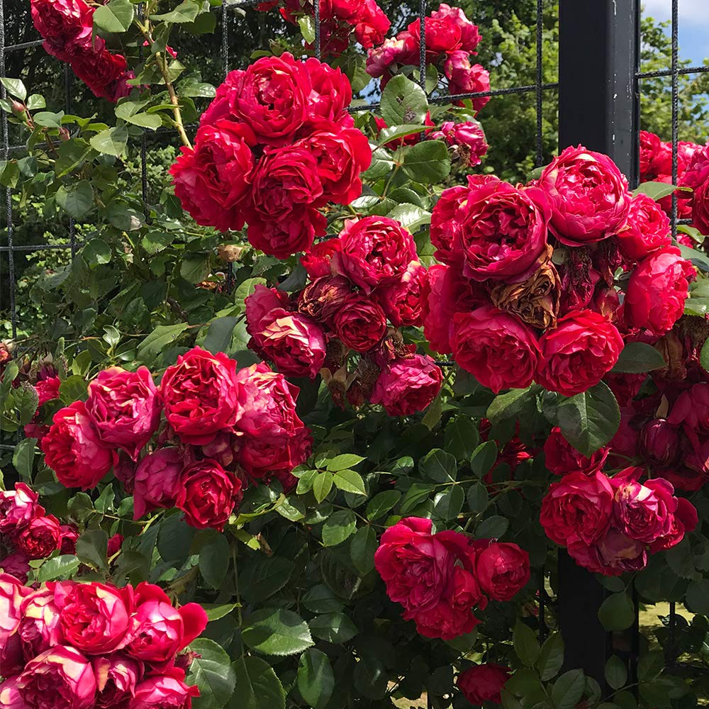 Heirloom Climbing Roses, Live Own Root Plant for Outdoor Garden, Arborose® Florentina, Moderately Fragrant, Hardiness Zones 5-10, Continual Blooming