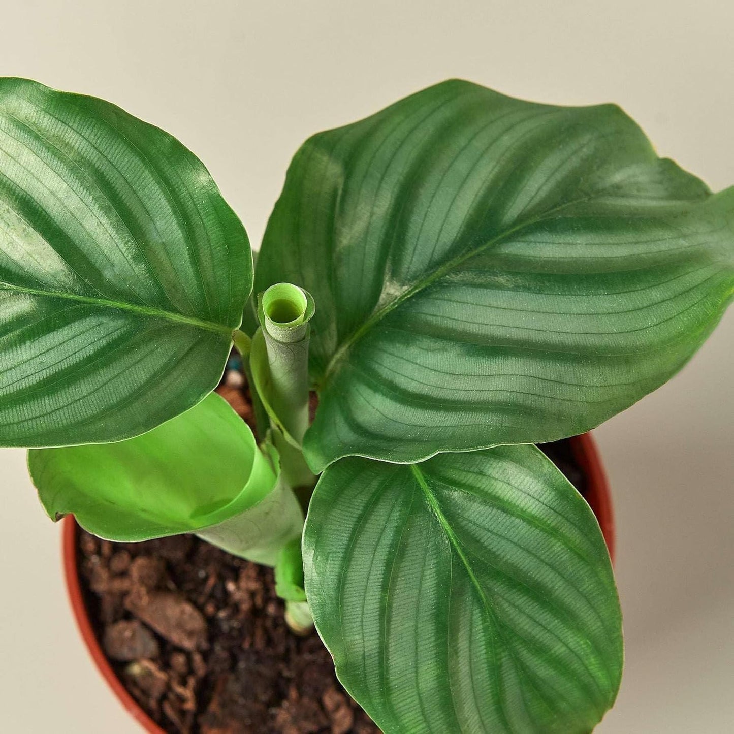 Calathea Orbifolia | Live Plant for Indoor & Outdoor | for Living Room, Office, Bathroom | (4" Pot)