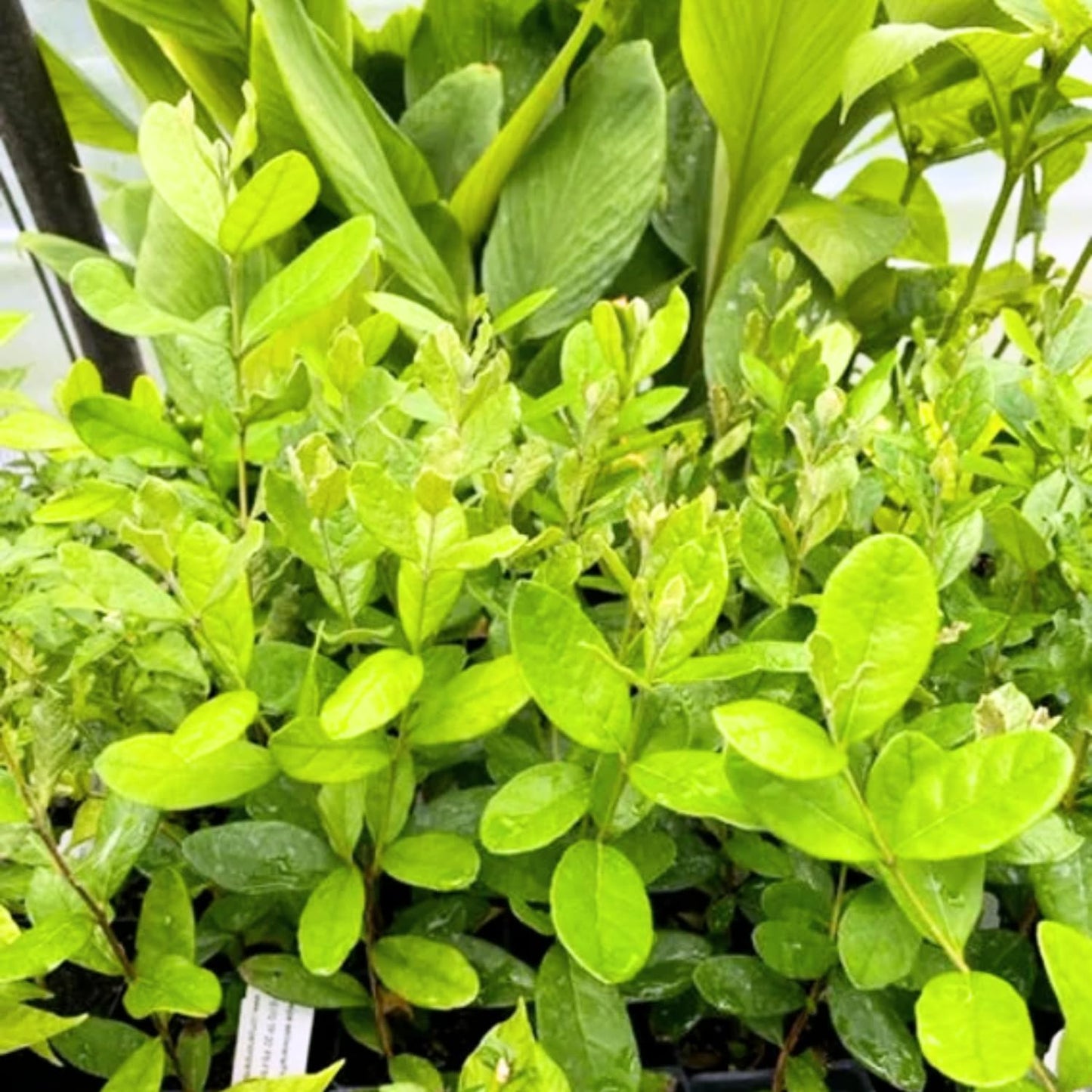 Pineapple Guava Tree Live Plant, 4-8” Tall, Tropical Guava Live Plant for Home Garden, Guava Fruit Seedling