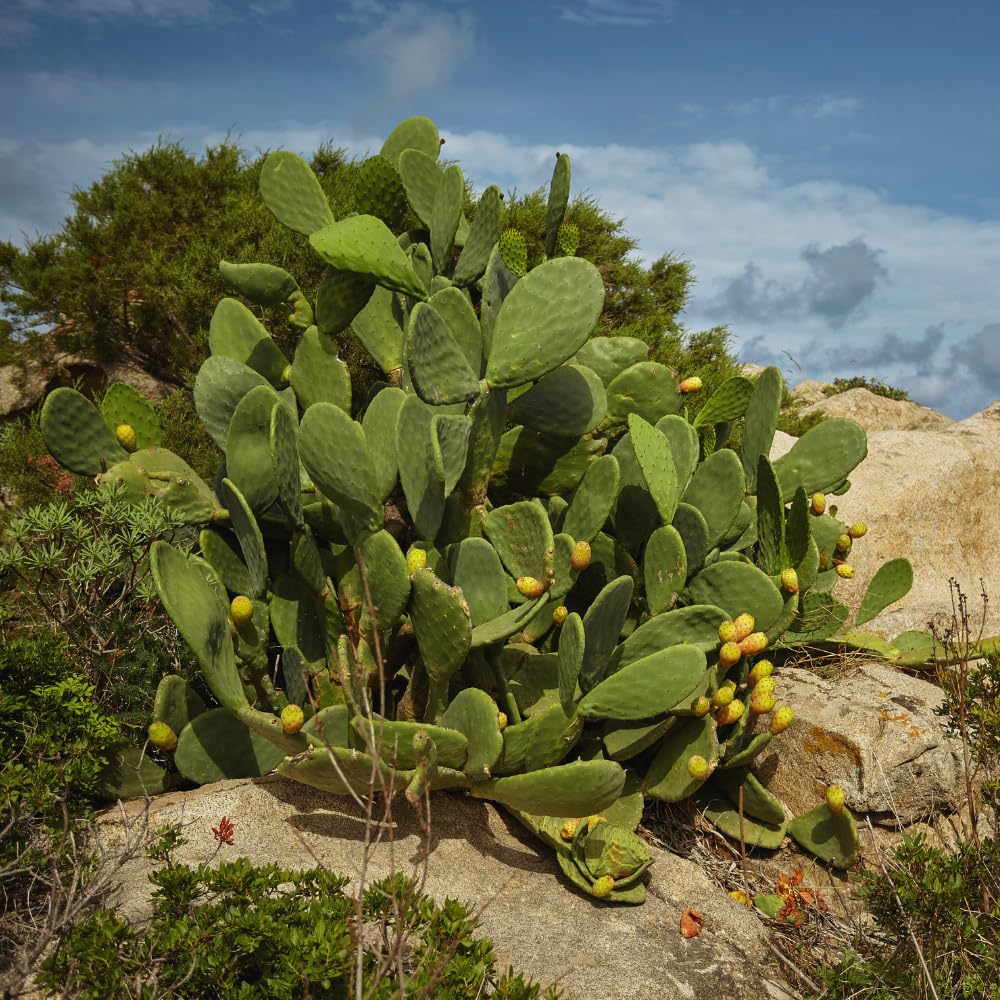 Green Prickly Pear Cactus Plant Live, Prickly Pear Cactus Live Plant Pot for Gardening