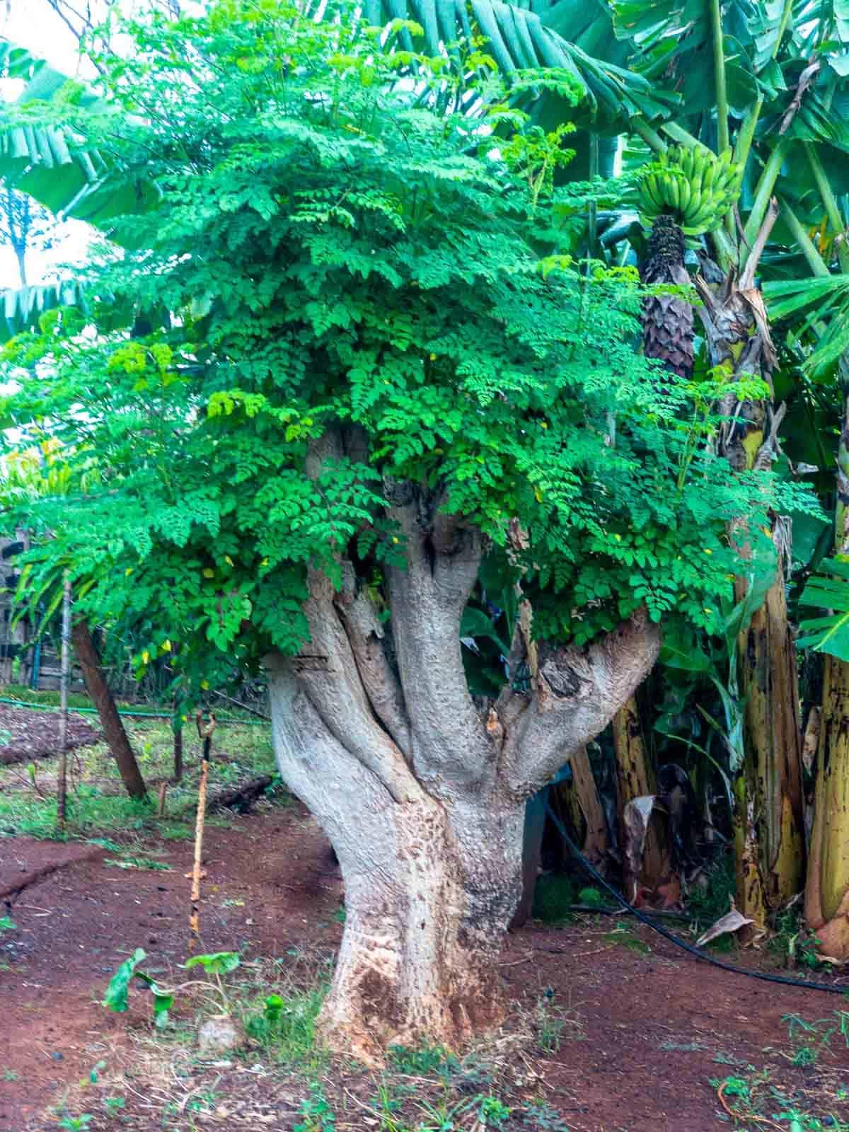 3 Months Old Moringa Oleifera Tree Live Plant, Moringa Plant Potted, Well-Rooted Drumstick Trees Ready to Grow Outdoor