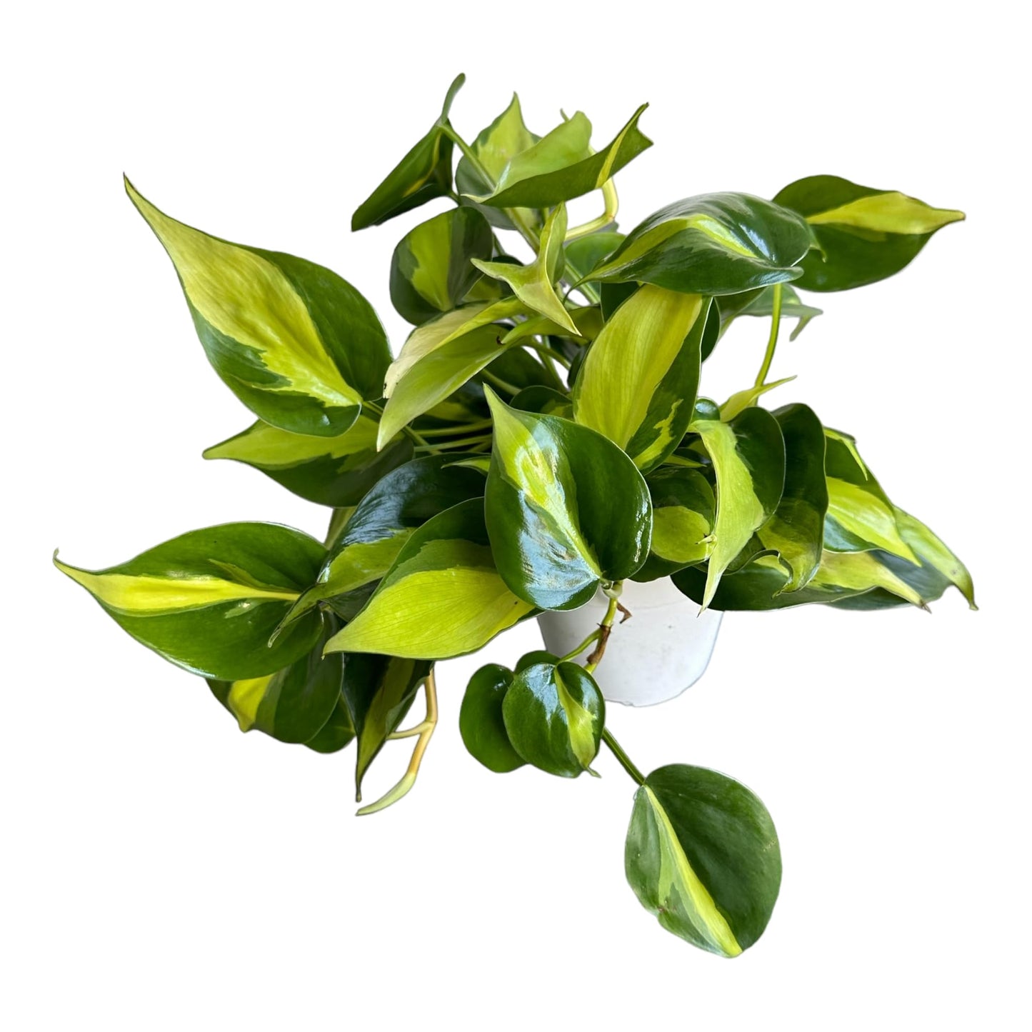 Hopewind Plnats Shop - Philodendron hederaceum Brasil, Rare Variety, Live Indoor Plant, 4 inch Pot