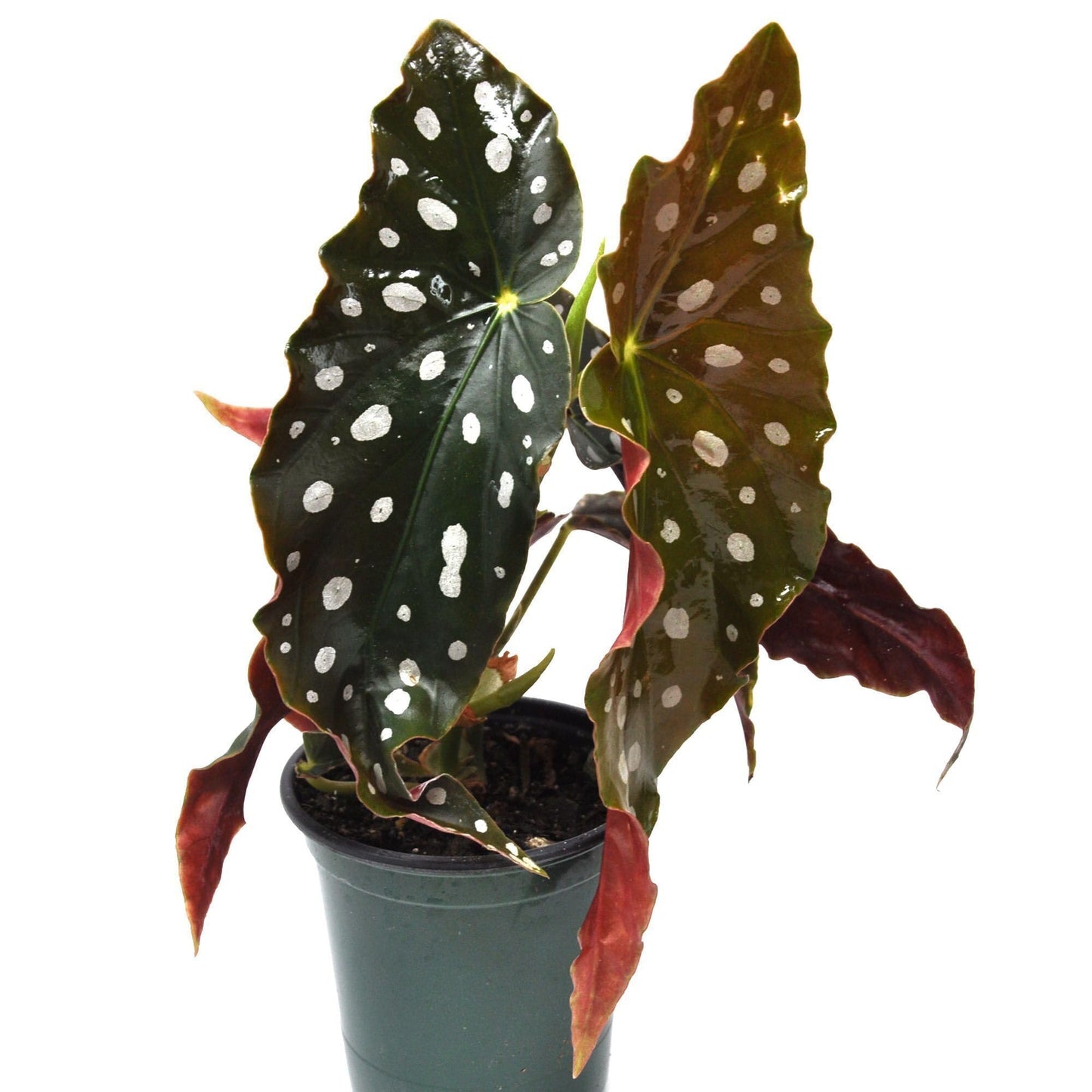 Begonia maculata 'Wightii', Polka Dot/Clown/Trout/Spotted Begonia, Live Houseplant, Spotted and Dotted Angel Wing Foliage, Rare, Container Size: 3.5"