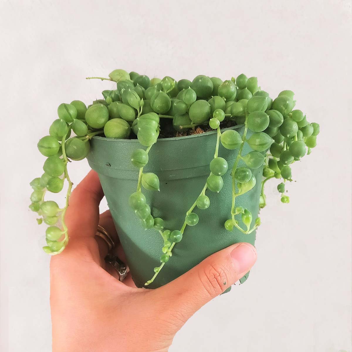 Shop Succulents | Perfect String of Pearl Succulent Plant, Ideal for Hanging Baskets or Trailing Planters, 4" Pot