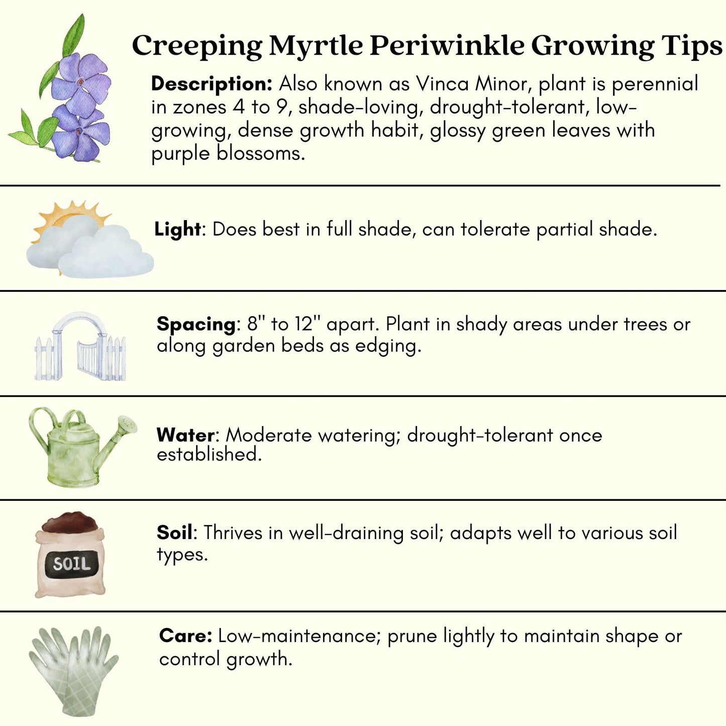 Clovers Garden Creeping Myrtle Periwinkle Plants - Two (2) Live Plants - Non-GMO - Each 4" to 8" Tall - in 4" Pots - Vinca Minor Perennial Ground Cover, Deer Resistant