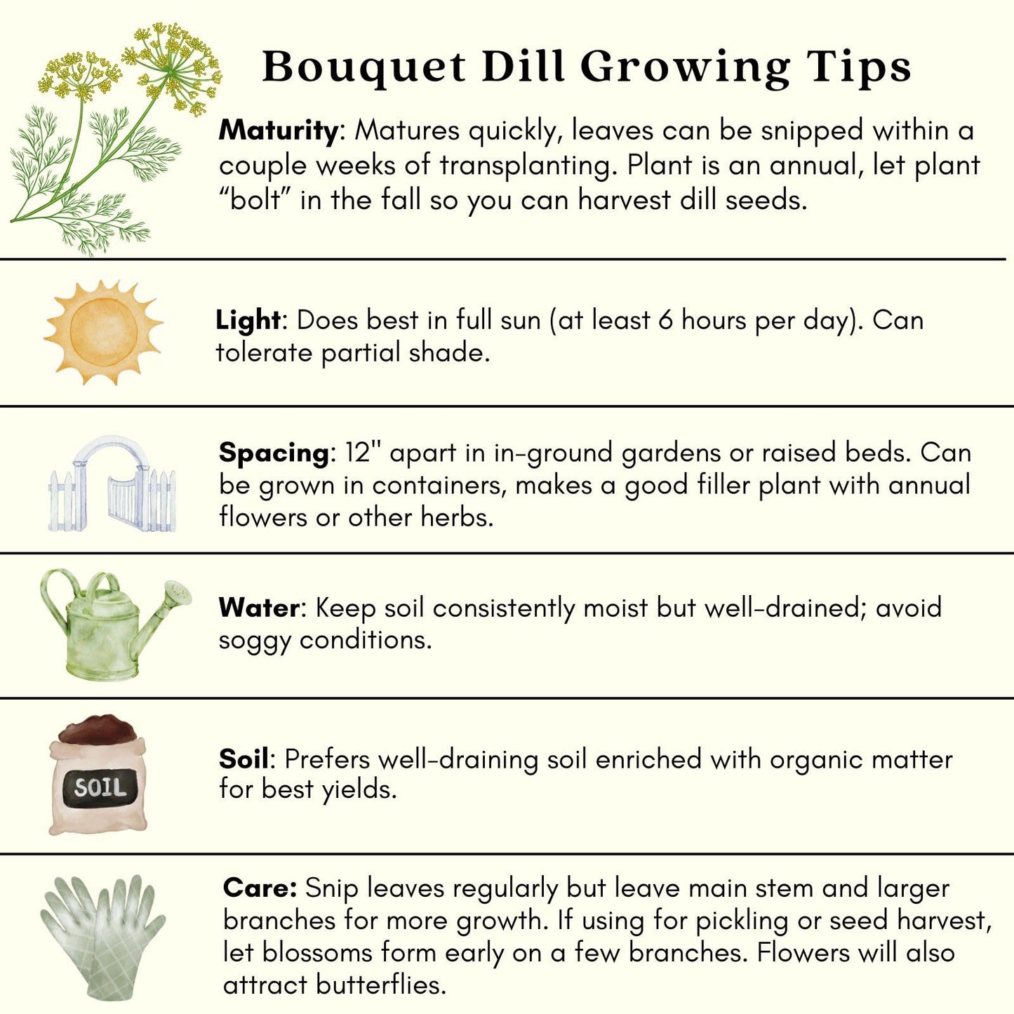 Clovers Garden Bouquet Dill Herb Plants – Two (2) Live Plants – Non-GMO - Not Seeds - Each 4" to 8" Tall – in 4" Inch Pots - Heirloom, Fragrant, Fast Growing