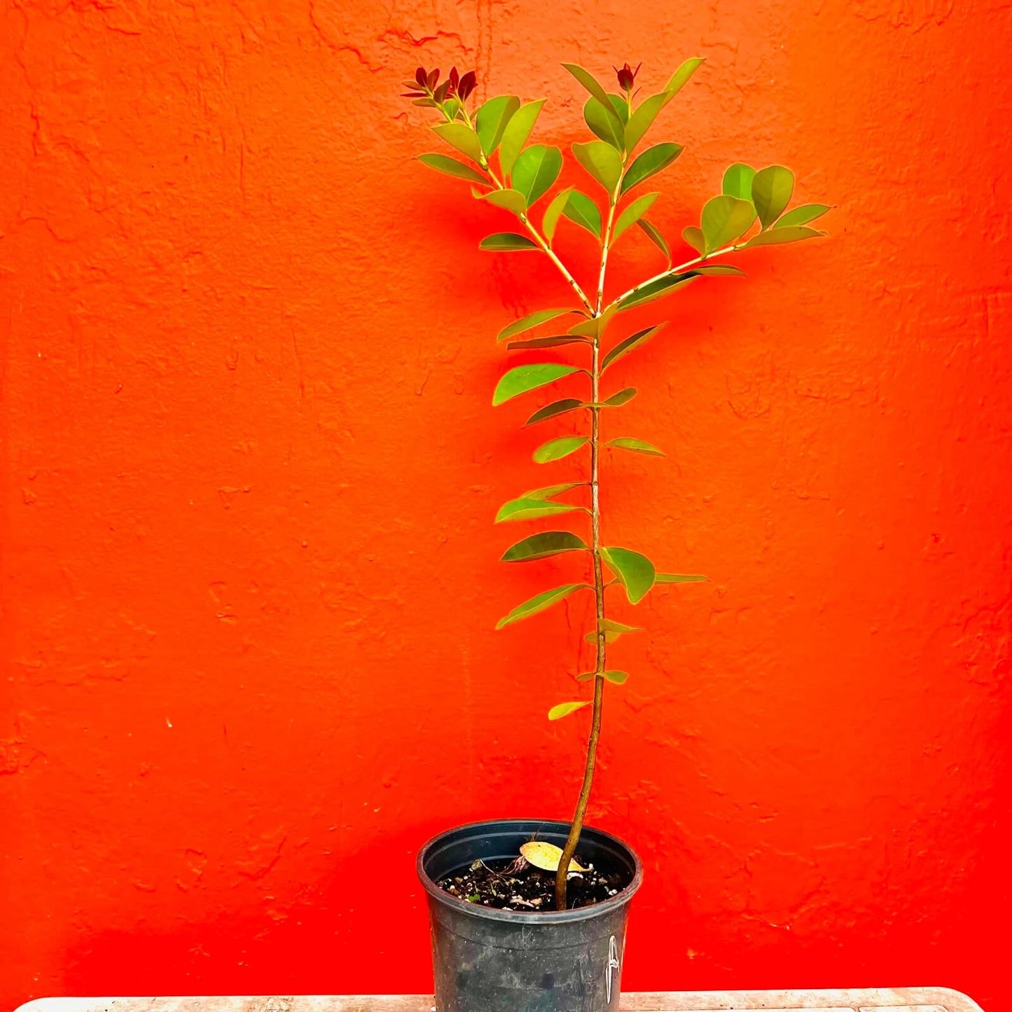 Live Plant - Strawberry Yellow Guava Tropical Fruit Tree