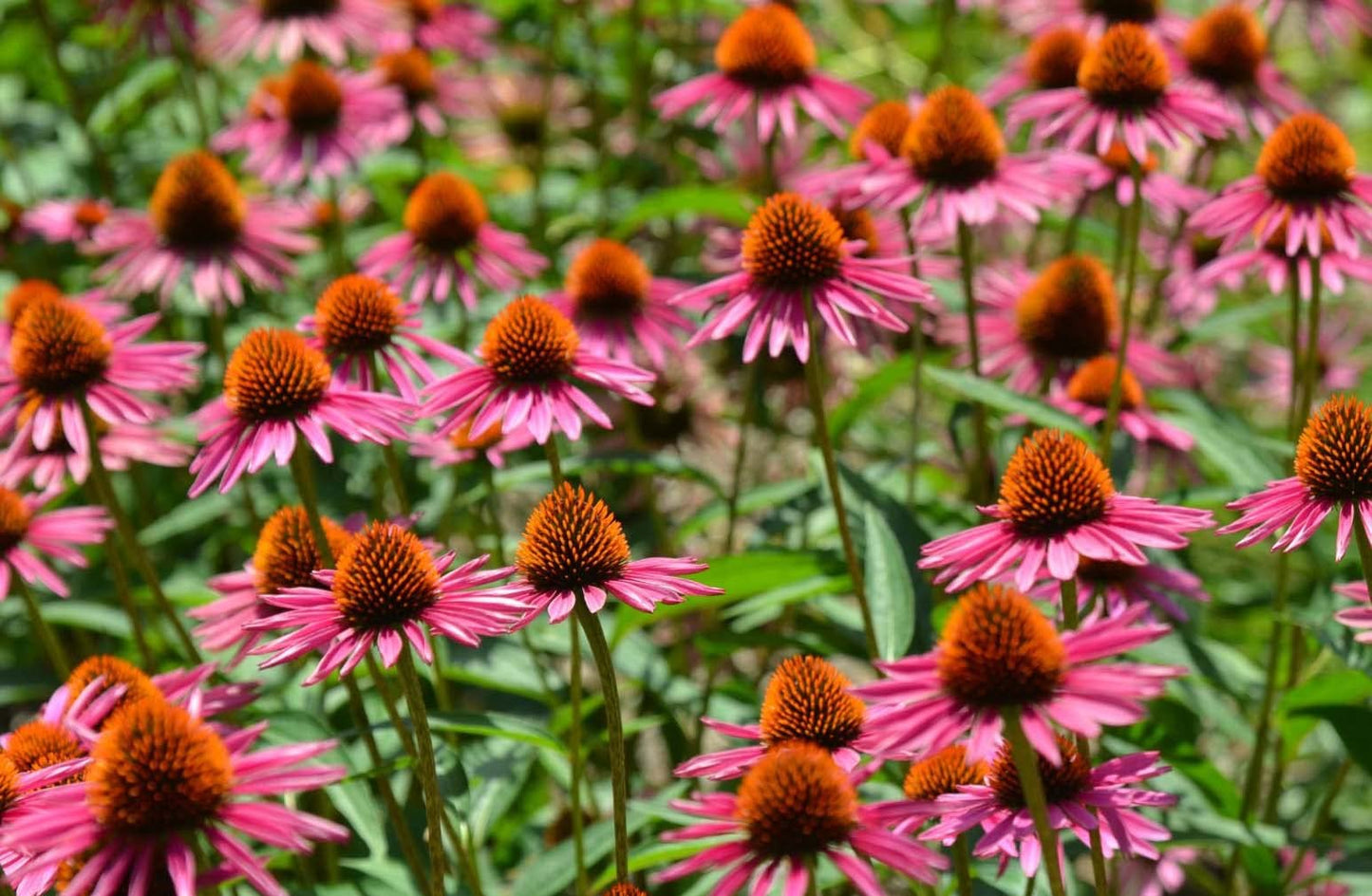 Votaniki Magnus Coneflower Bare Root - Echinacea Purpurea Flowering Root for Planting - Perennial Plant | Easy to Grow - Pink Coneflower (1 Pack)