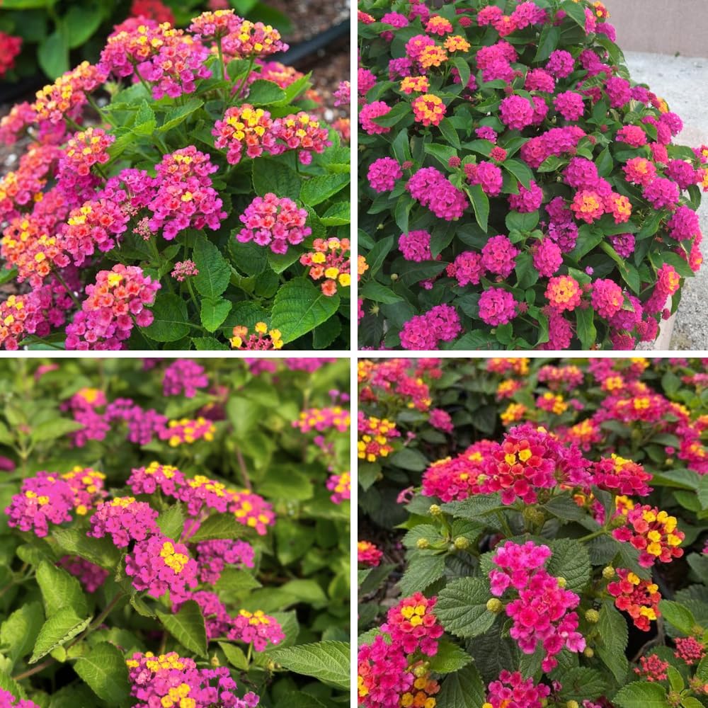 Set of 2 Lantana Plants Live, Trailing Lantana Plant, 4 to 6 Inch Tall for Planting Outdoors (Rose)