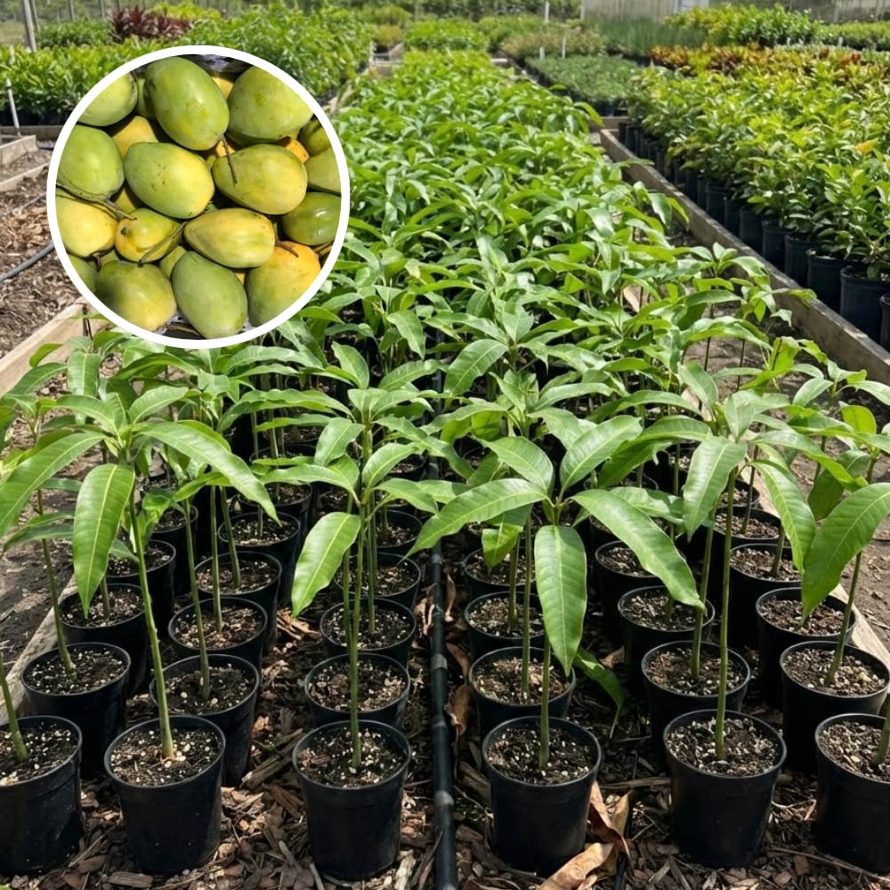 Sweet Mango Tree Live Plant, 7-11 Inch Tall, Yellow Mango Plant Live for Outdoor Planting, in Pot, Well-Rooted Tropical Fruit Tree