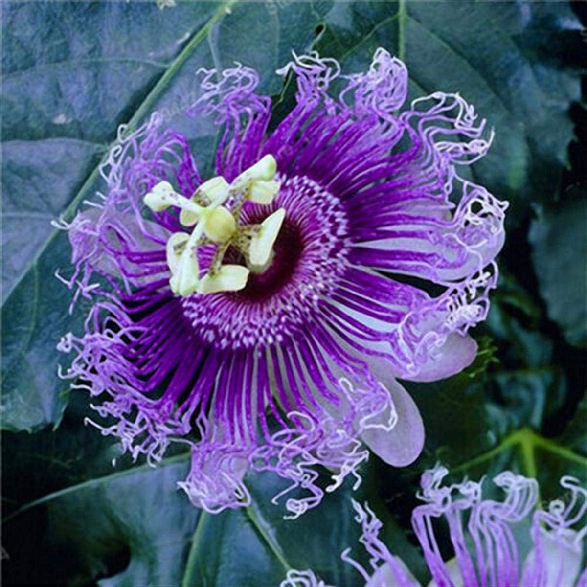 50pcs Mix Color Passion Flower Seeds Rare Potted Plants for Planting Outdoors Home Garden