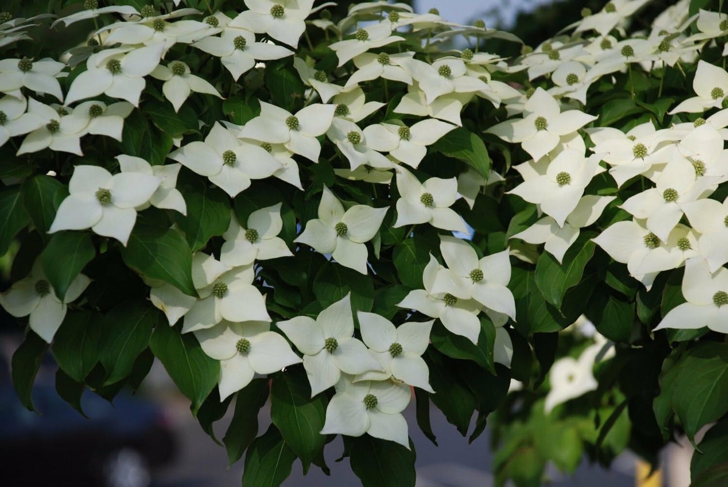 Live Plant - Kousa Japanese Dogwood Tree - 12-18" Tall Live Plant - Quart Pot - Cornus kousa