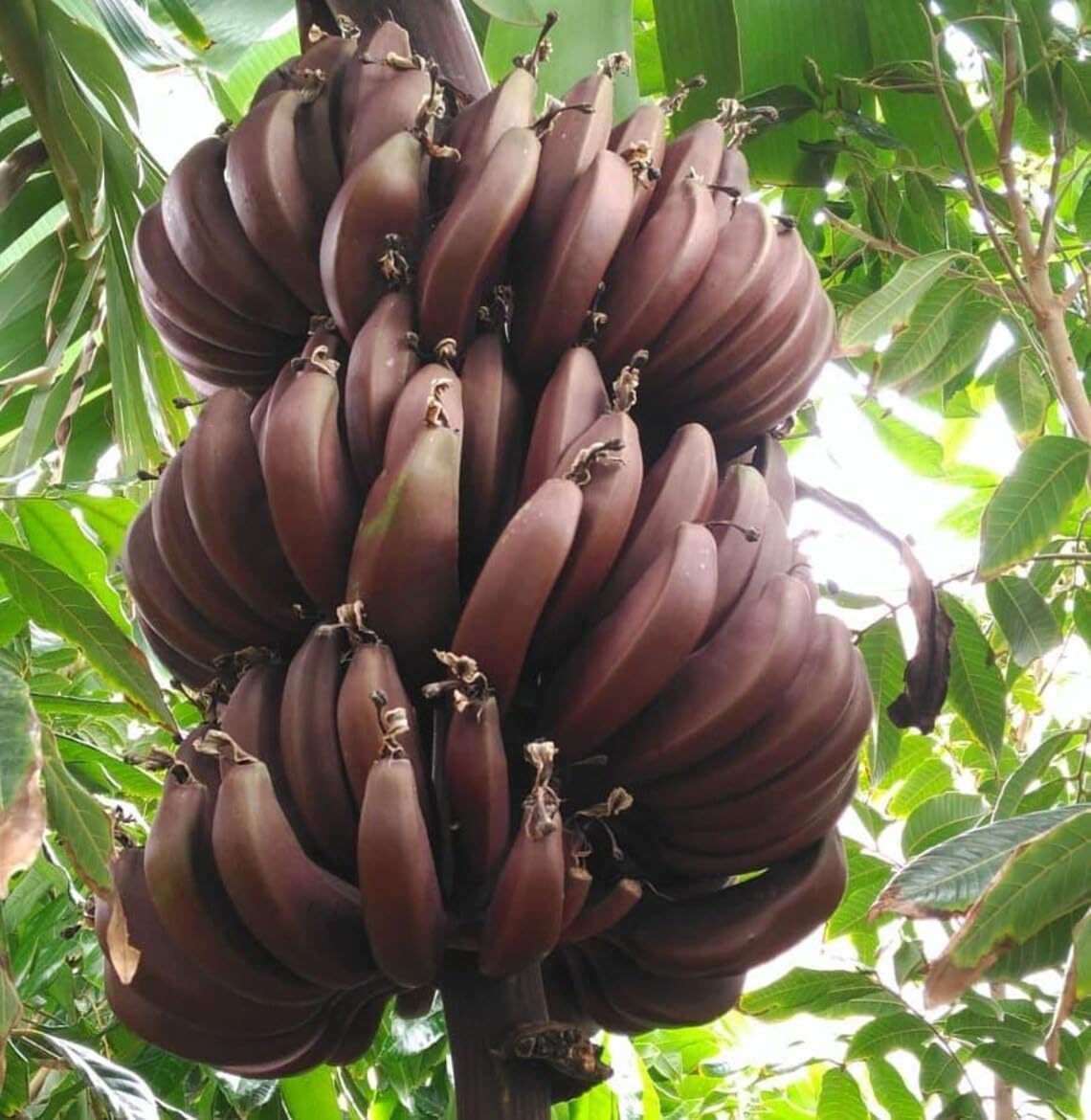 1 Red Cuban Banana Live Starter Plant - 4-8 Inch Musa Acuminata - Rare Red Banana Tree