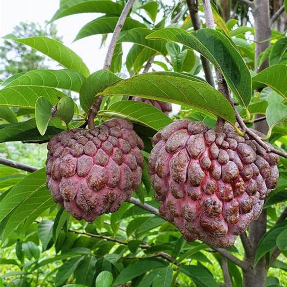 Red Sugar Apple Tree, 3 Gallon Pot, 2-3 Ft Red Grafted Sugar Apple Tree Live Plant for Planting Outdoor Garden, Well Rooted, No Ship to CA