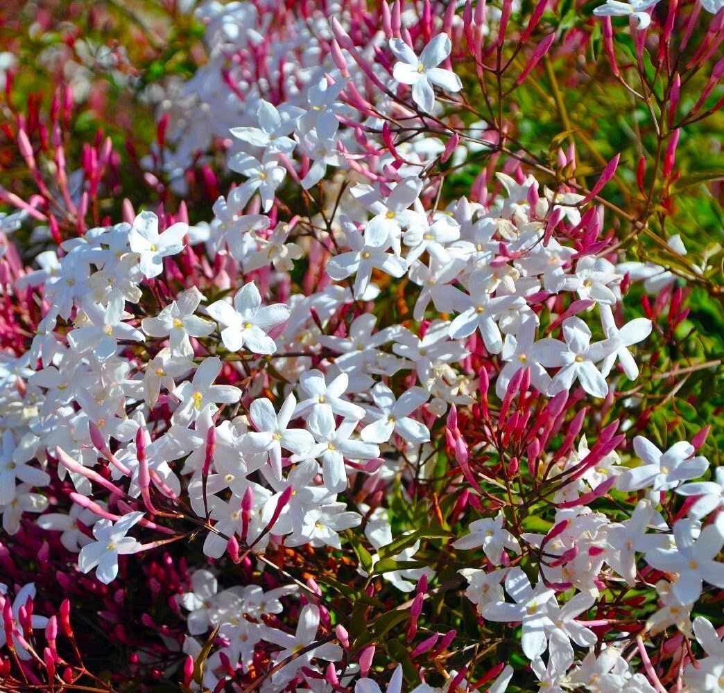 Live Plant - Pink Jasmine Jasminum Polyanthum Rooted Starter Plant Extremely Fragrant