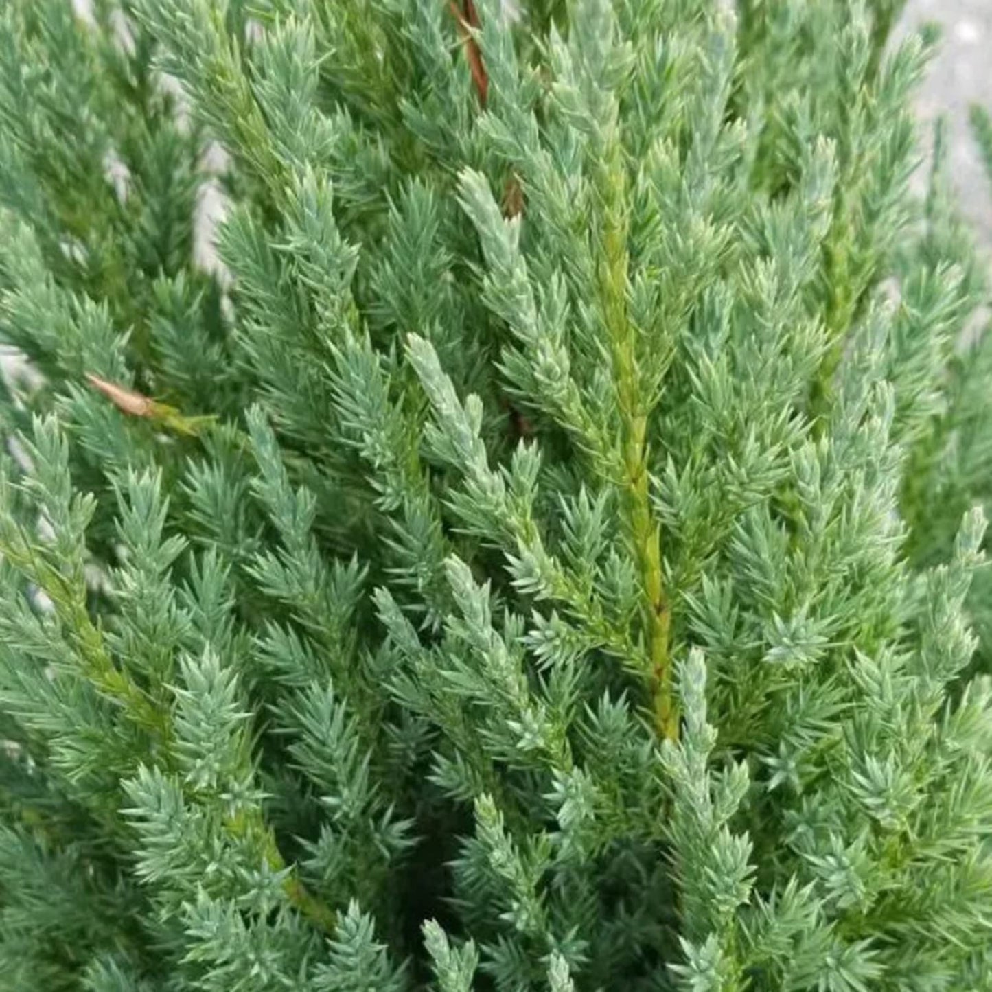 Plants by Mail Blue Point Juniper (Tree, Bush, Evergreen, Fragrant), 2.5 Quart