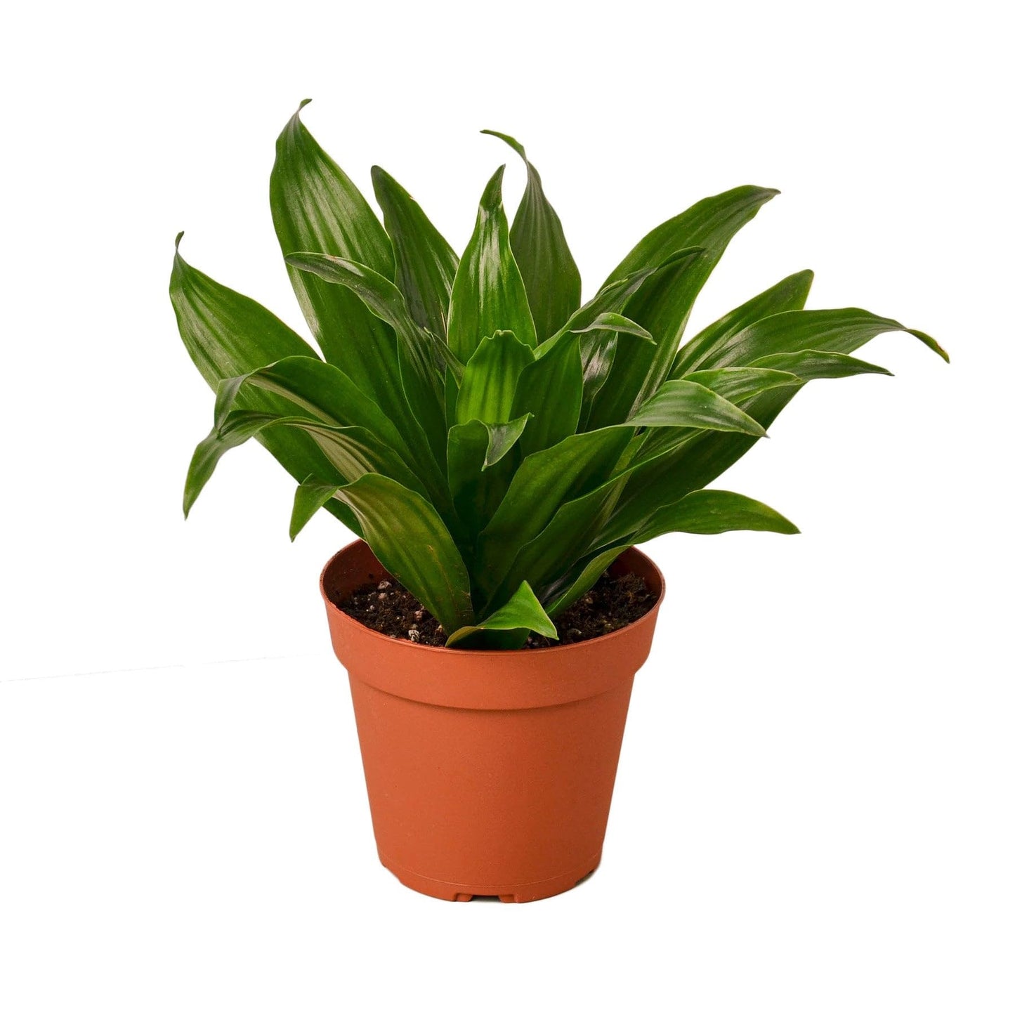 Dracaena Janet Craig | Live Plant for Indoor & Outdoor | for Living Room, Office, Bathroom | (3" Pot)
