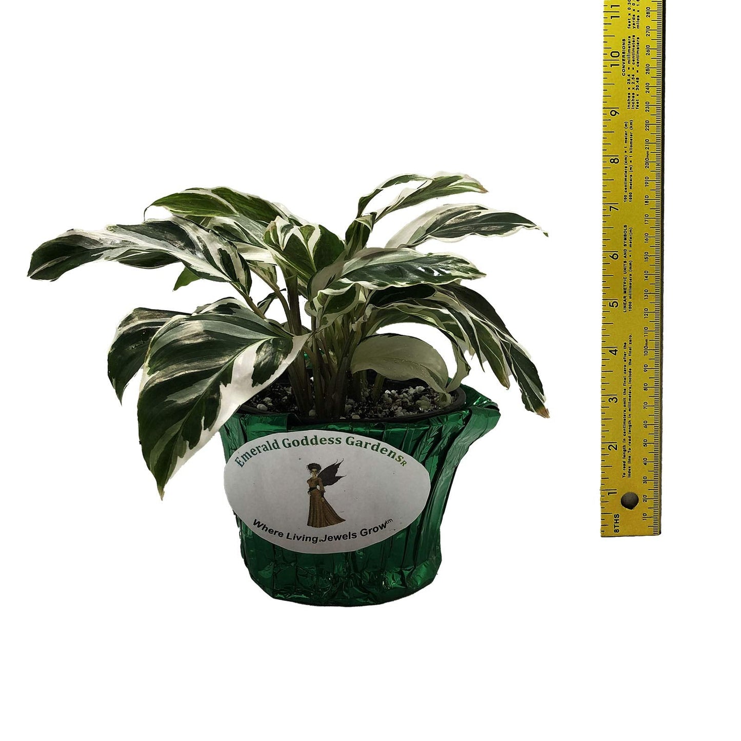 Fusion Prayer Plant - Calathea Hybrid - Variegated Green White Purple Leaf - Emerald Goddess Gardens - Starter Sz 4 Inch Pot