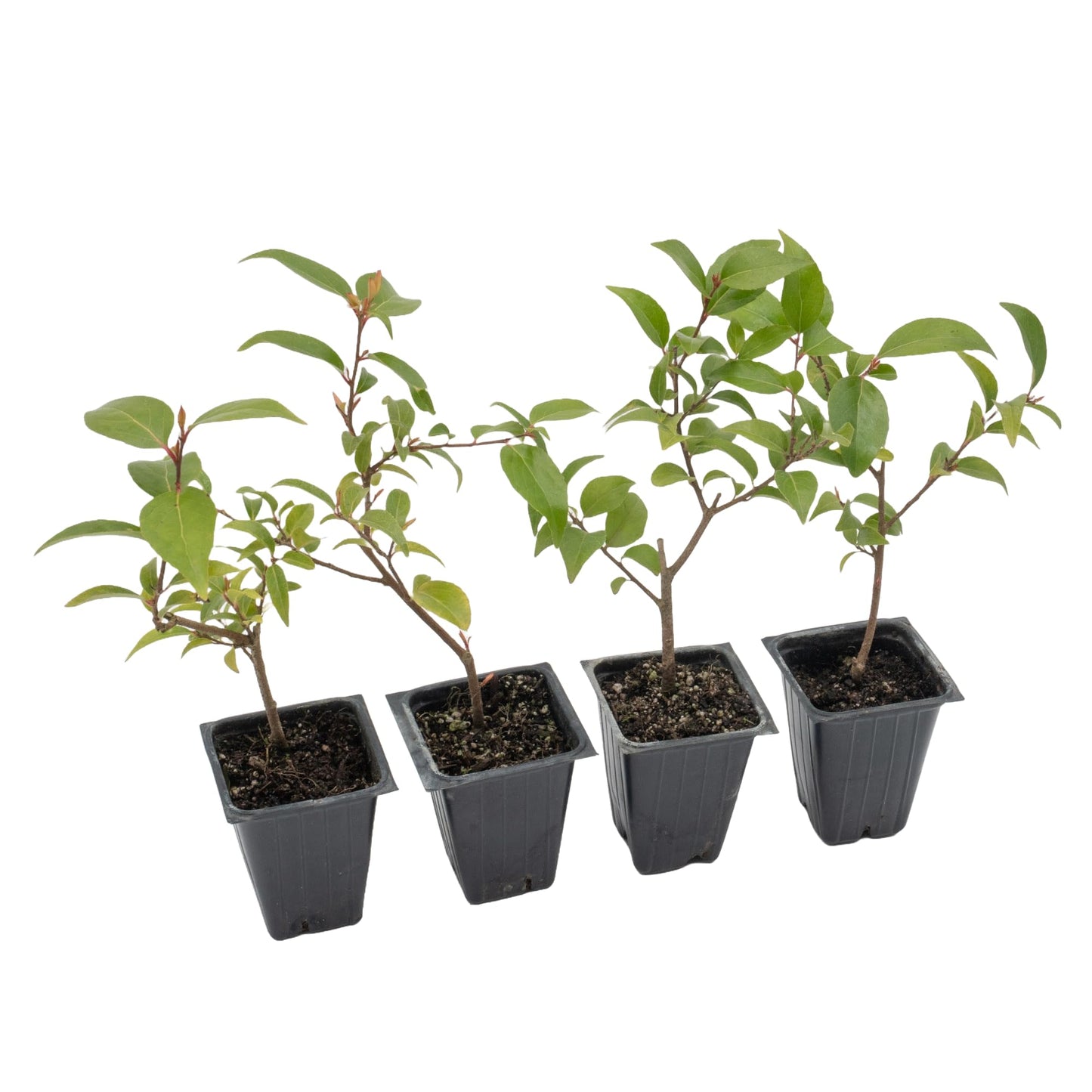 4 Xylosma Congestum, Live Plants – Shiny Xylosma in 2.5” Nursery Cubes – Fast-Growing, Low-Maintenance Evergreen Shrub for Hedges & Landscaping