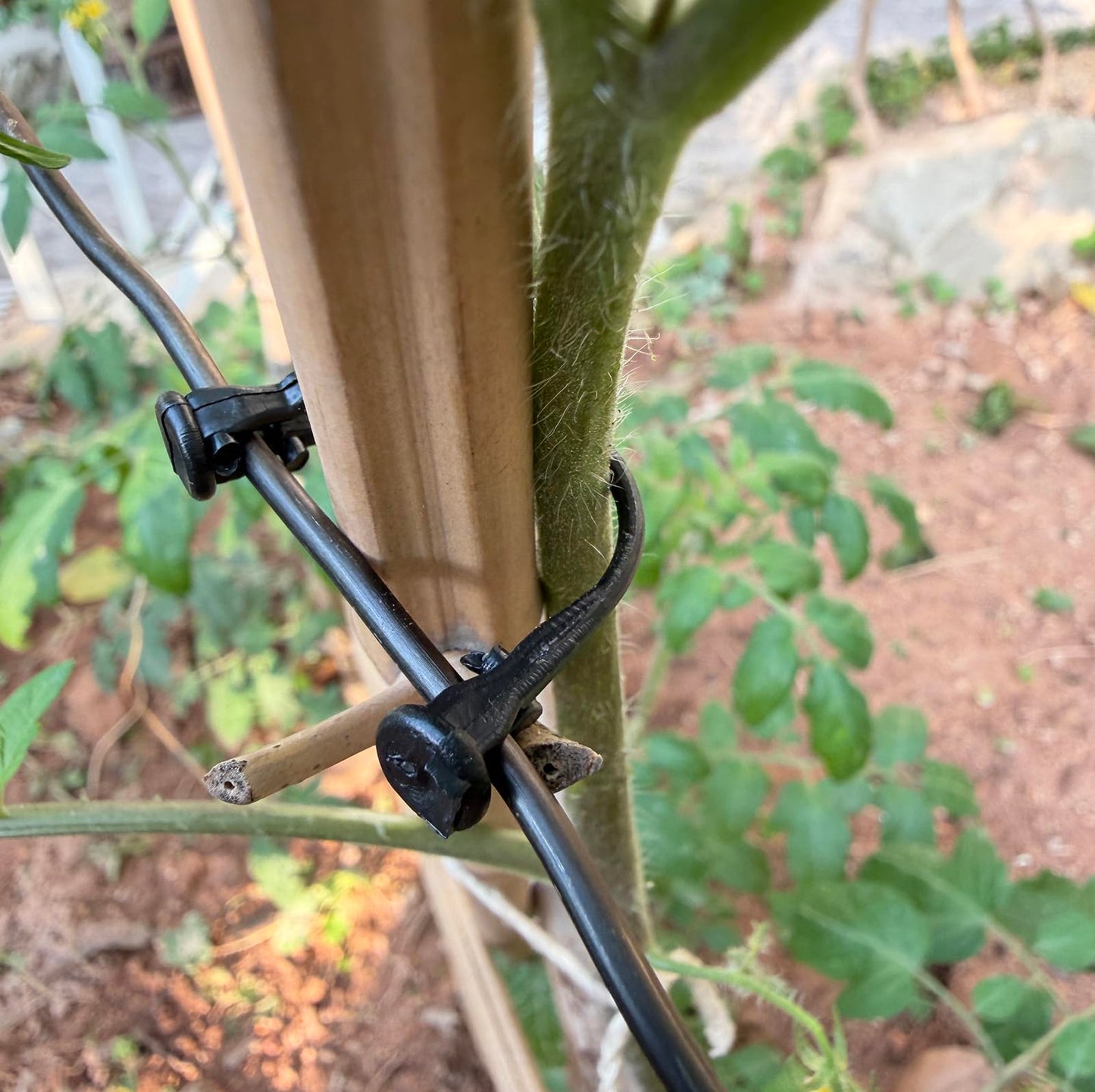 300PCS Raspberry Trellis Clips - Grape Trellis for Grape Vines Support Kiwi Stem Tomato Climbing Plants Vine Clips Grape Ties Garden Plant Support Clips Holder Fruit Buckles Hooks Training Grow Ties