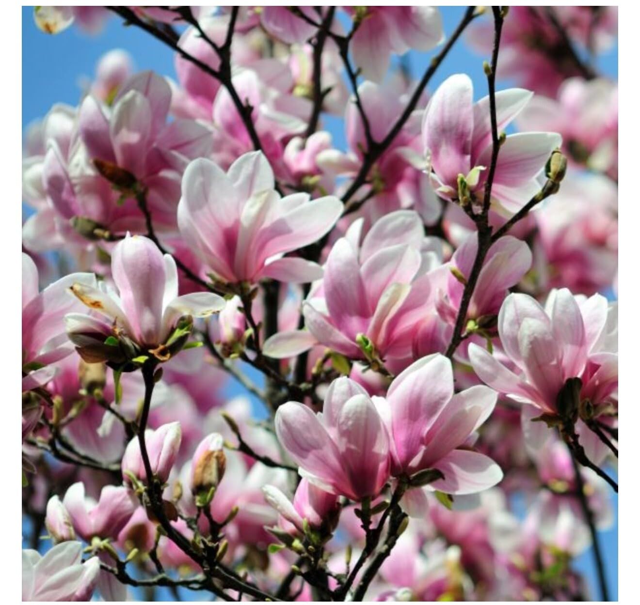 Live Plant - Magnolia Hybrid Tree-18-28 Inches TallHardy in Zones 4-9