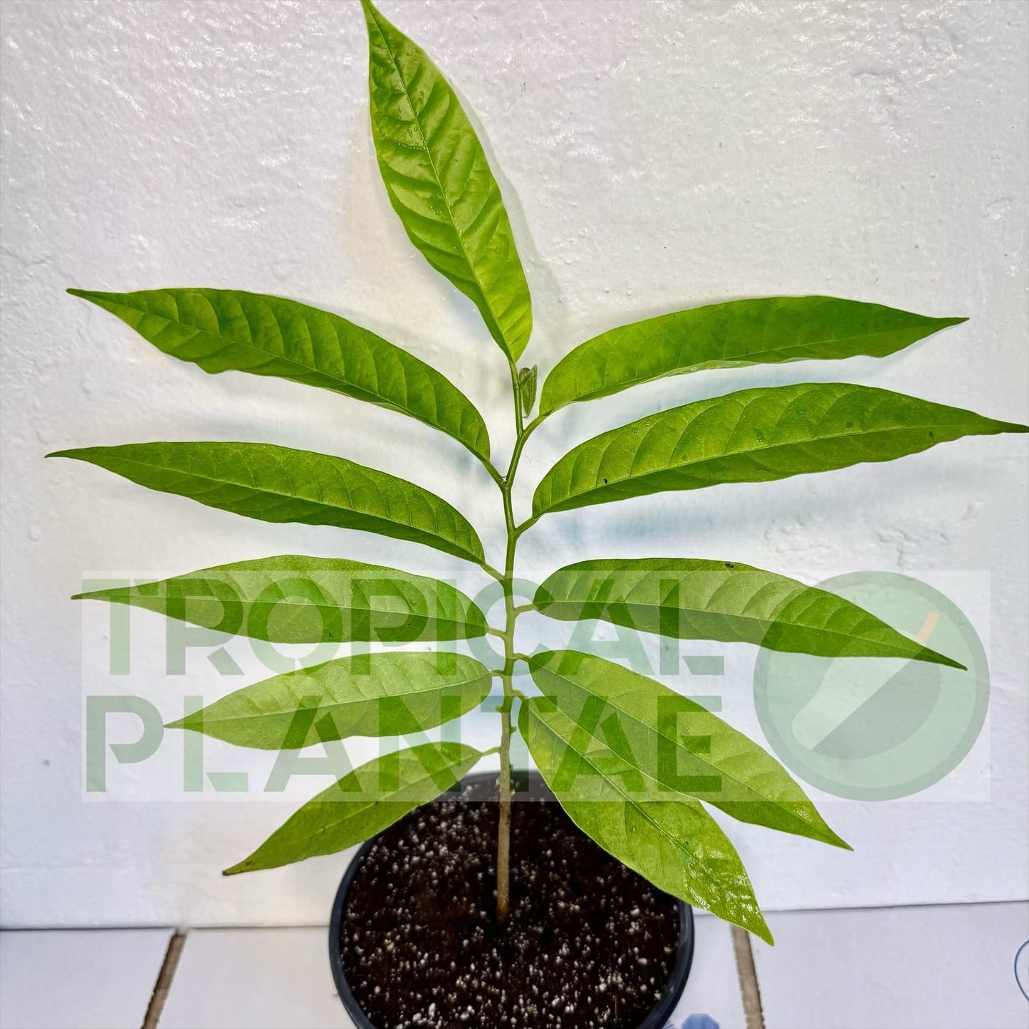 Sugar Apple Live Fruit Tree 10”-20” Tropical Plantae