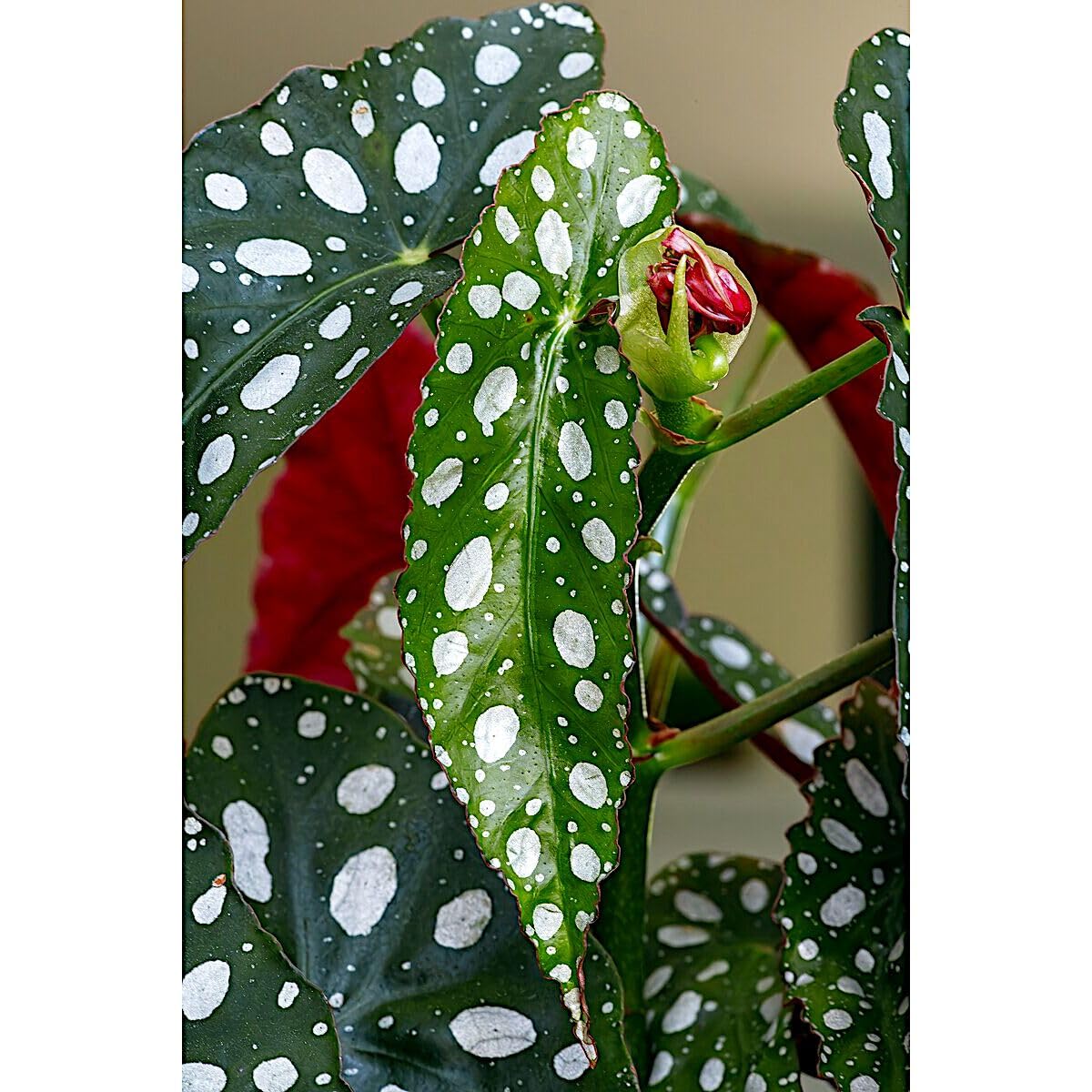 Begonia maculata 'Wightii', Polka Dot/Clown/Trout/Spotted Begonia, Live Houseplant, Spotted and Dotted Angel Wing Foliage, Rare, Container Size: 3.5"