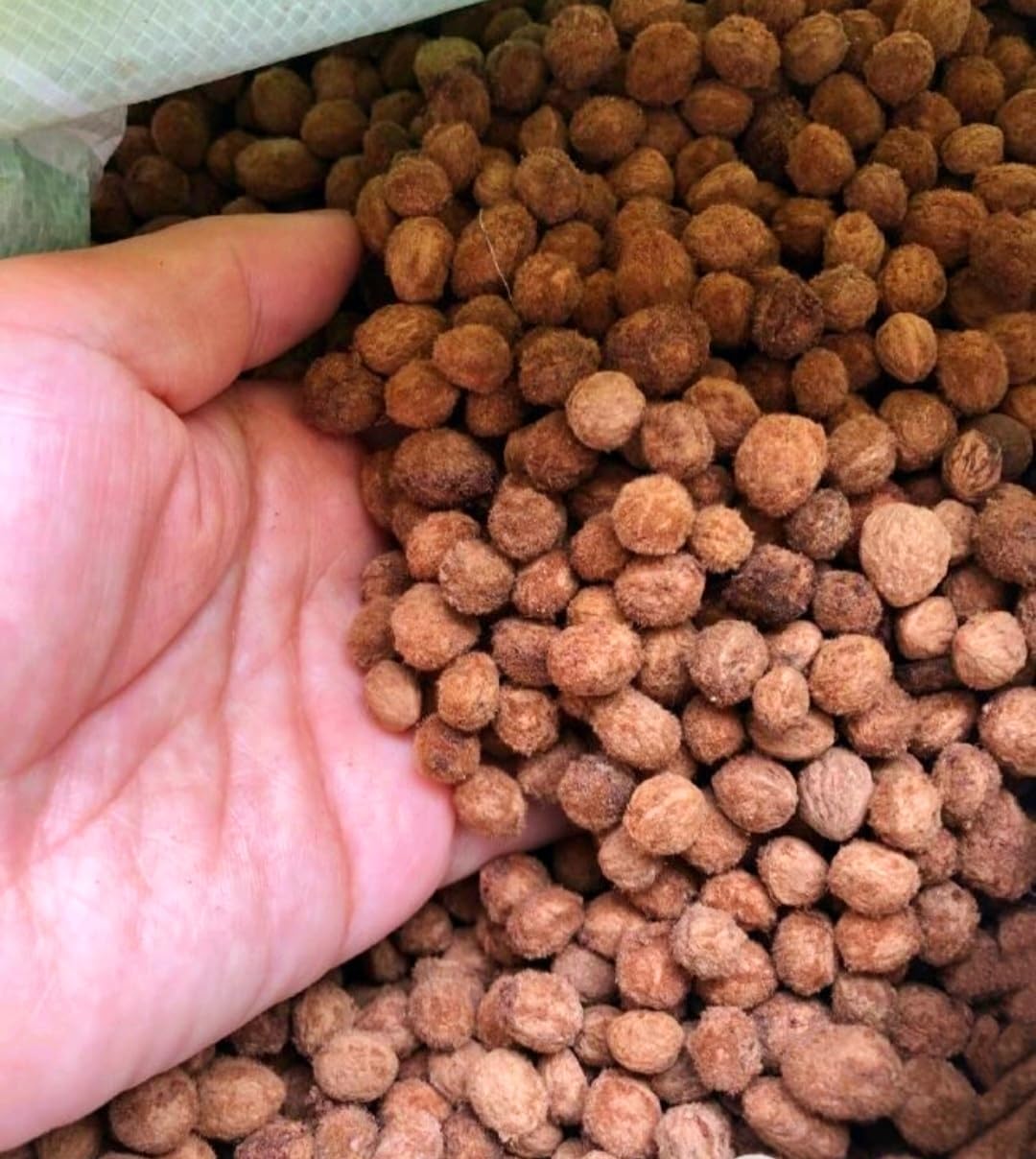 50 Bayberry Seeds, Fragrant Leaves Plant Seeds, Myrica Delicious Fruits