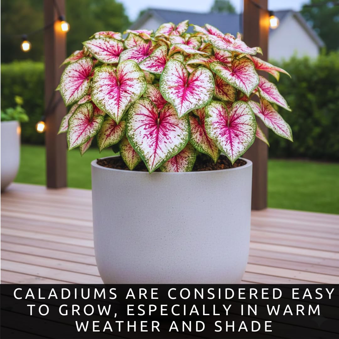 2 Wine Splashed Caladium Bulbs for Planting - Beautiful Spotted Leafs Stand Out - Perennial Hosta, Elephant Ears, Fancy (2 Bulbs)