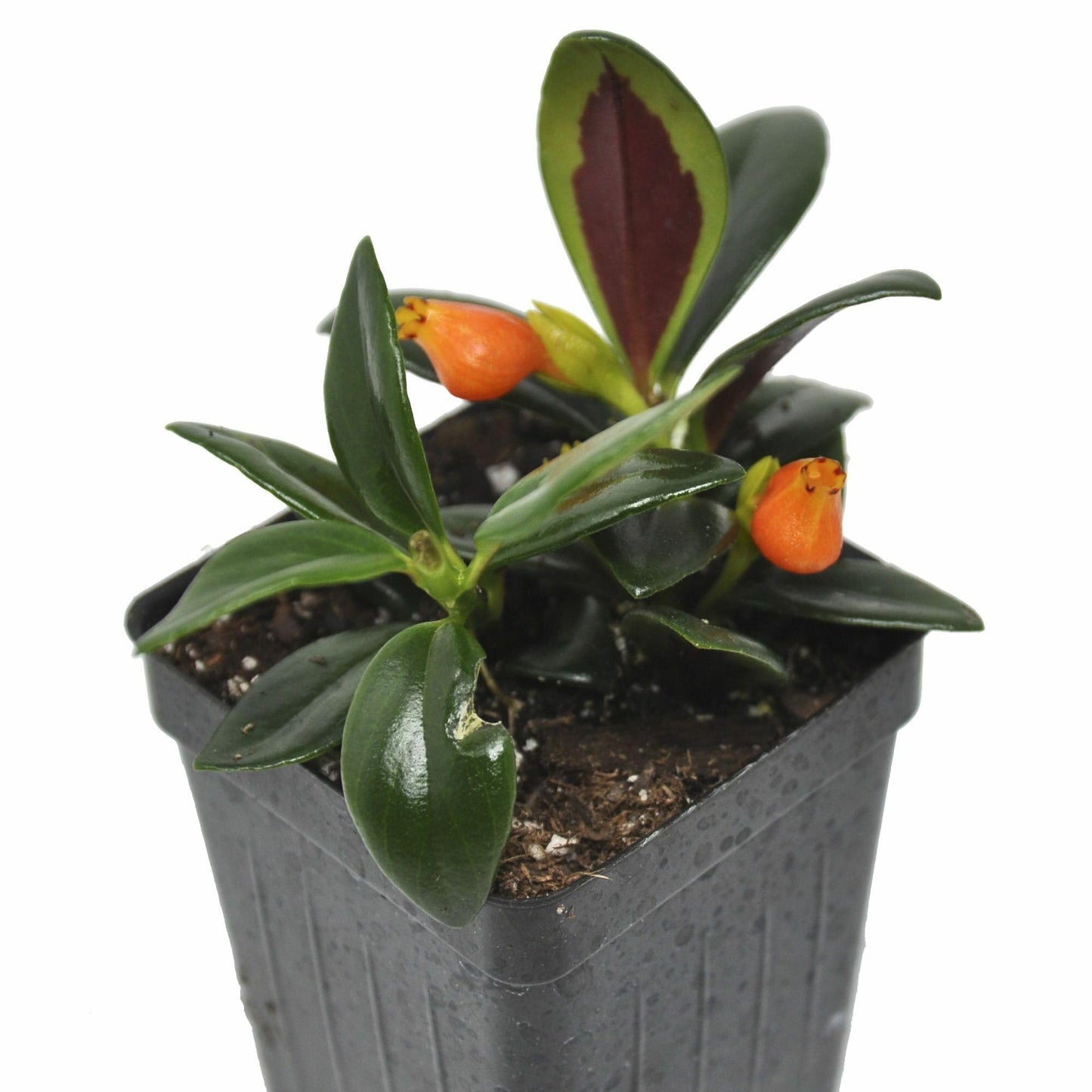 Nematanthus ‘Shady Lady Marlene’, Nematanthus ‘Shady Ladies Marlene’, Goldfish Plant, houseplant, Shiny and Vibrant Foliage, Container Size: 3" (2.6x3.5)