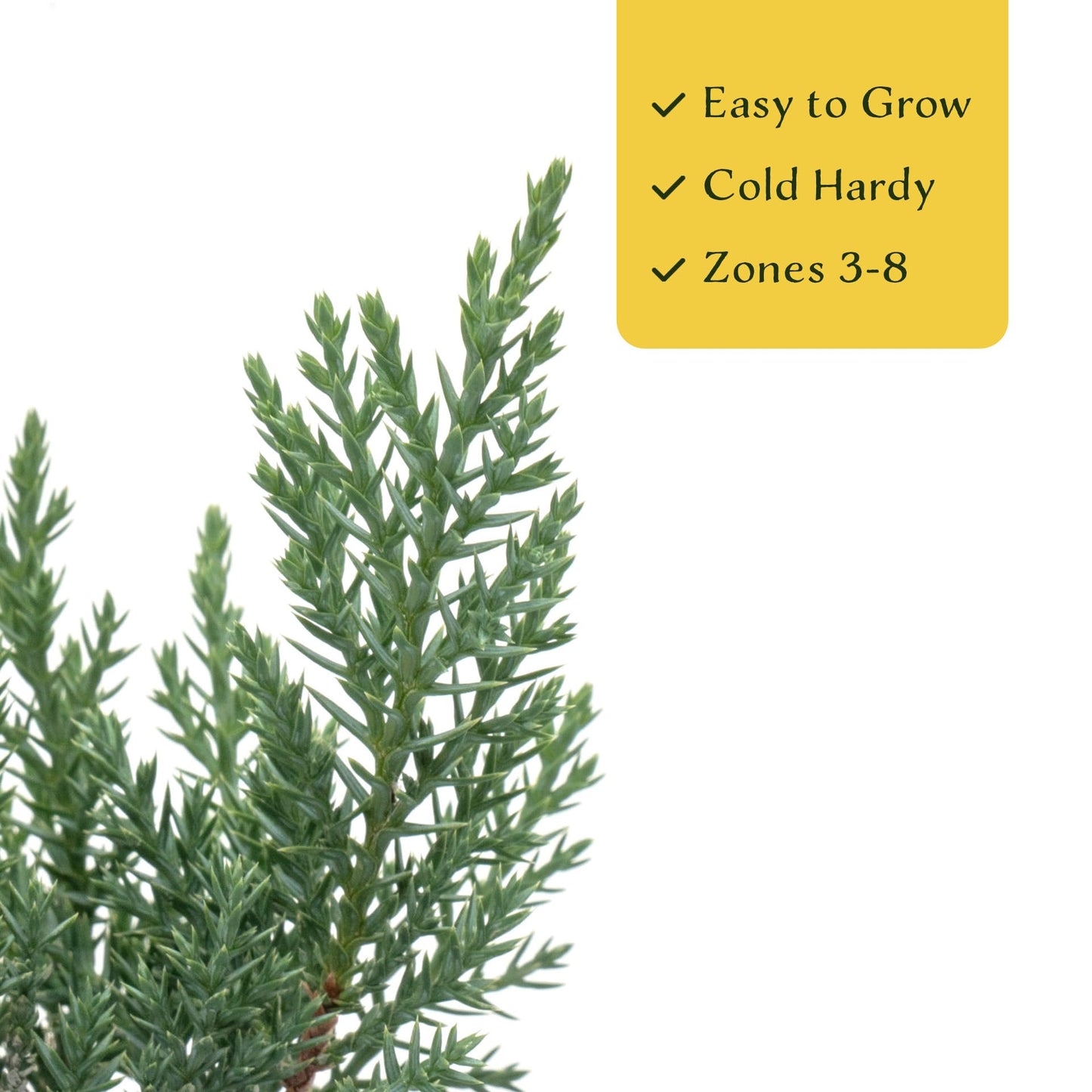 6 Tamarix Juniper in 3.5" Nursery Cubes | Juniperus Sabina ‘Tamariscifolia’ | Dense, Low-Maintenance Evergreen Shrub with Fine, Feathery Foliage | Ready-to-Plant Live Starters