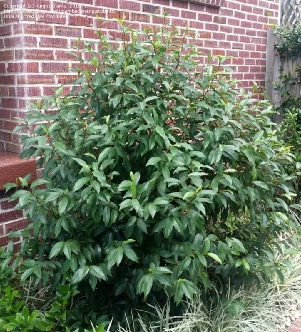 Live Plant - Banana Shrub (Michelia Figo) - Live Plant - 3 Gallon Pot