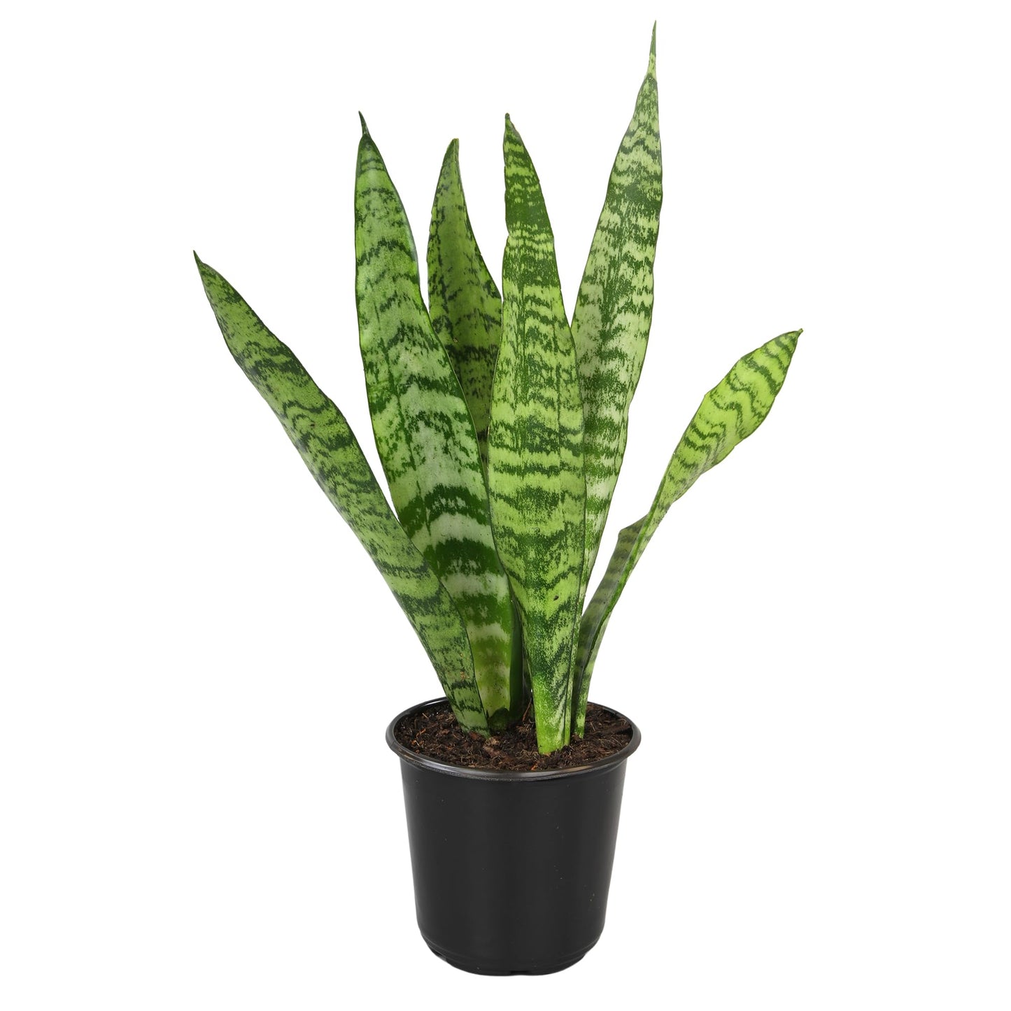 Altman Plants Live Snake Plant (Zeylanica), Approx. 13" Tall, Virtually Indestructible Easy Succulent Houseplant, 4 in Pot