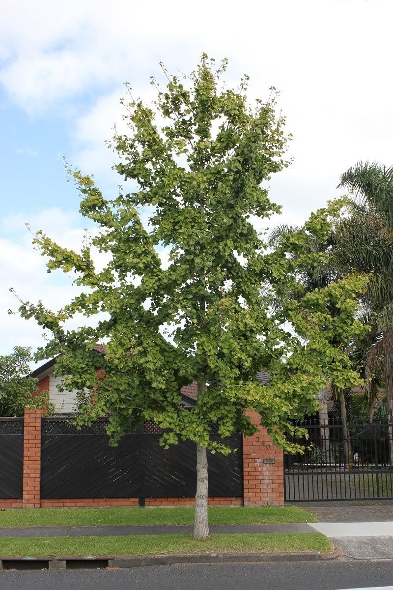Live Plant - Ginkgo Biloba Tree (Maidenhair) - Live Plant - (1 Qt)