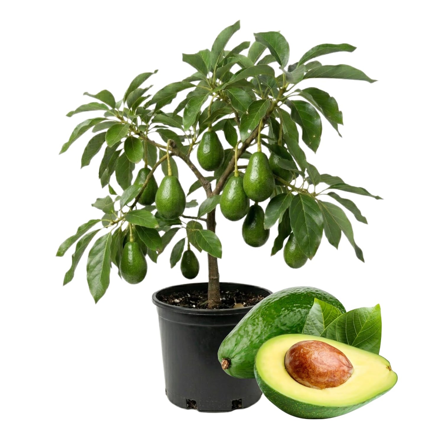 Avocado Tree Live 1-2 Ft Tall in 3 Gallon Pot, Grafted Avocado Tree for Outdoor Garden or Patio Planting, High Yield, Ready to Bear Fruits, No CA (Smooth Green Avocado)