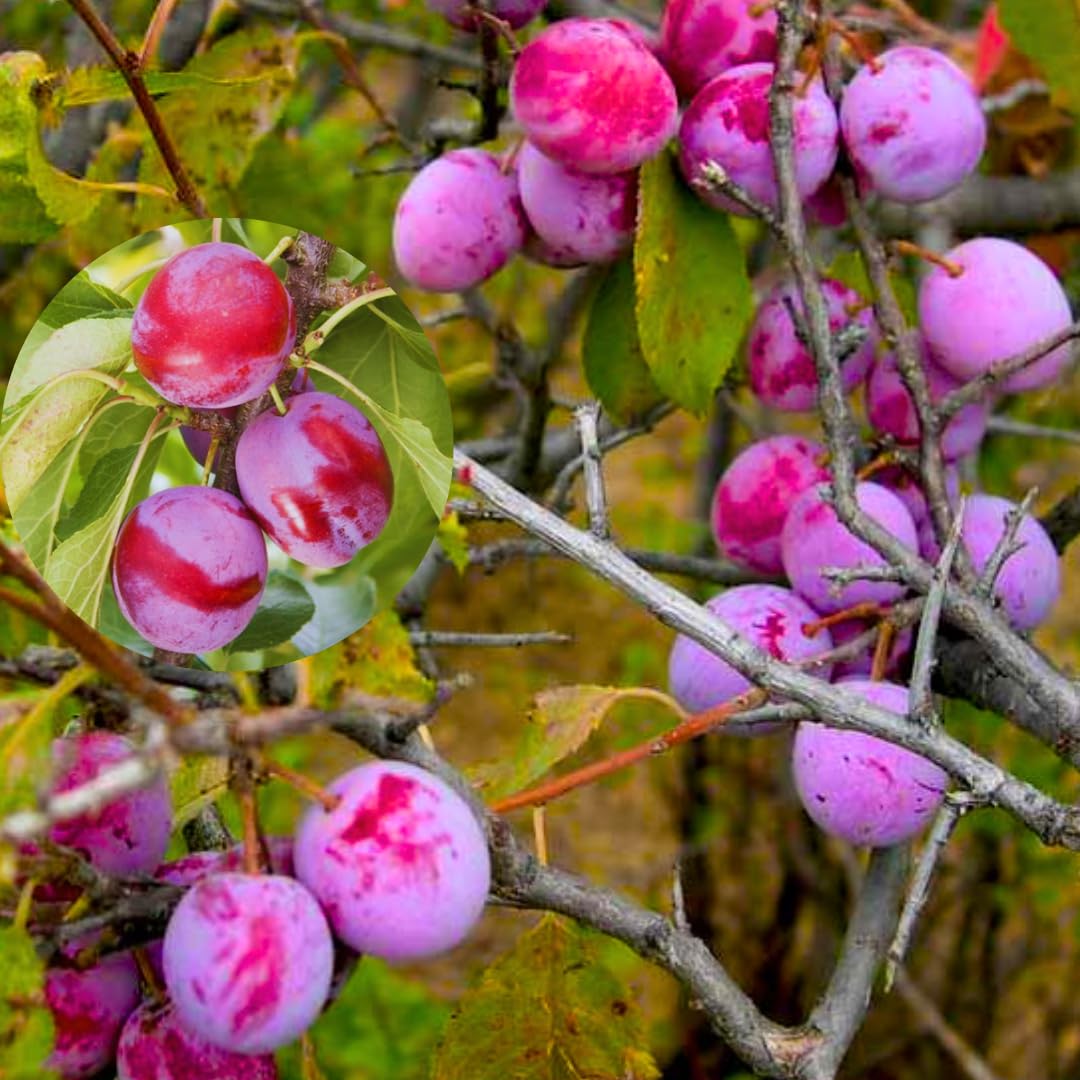1 Year Old Plum Tree Live Plant for Planting, 12"-18" in Height, Plum Tree for Spring Gardening, Winter Hardy, Dormant Bare Root