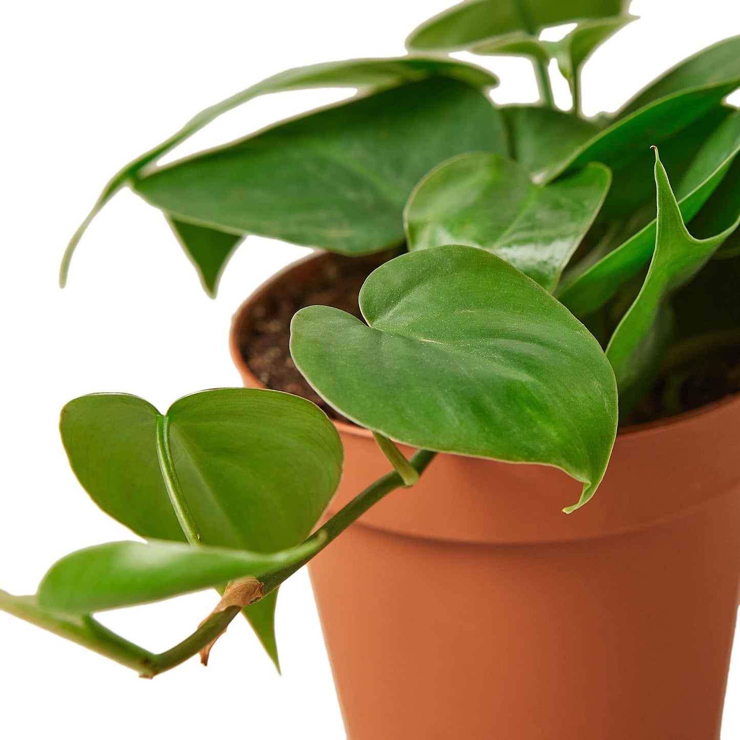 Live Plant - Philodendron Cordatum Heartleaf - 4" Pot, Houseplant, Indoor Outdoor Plant