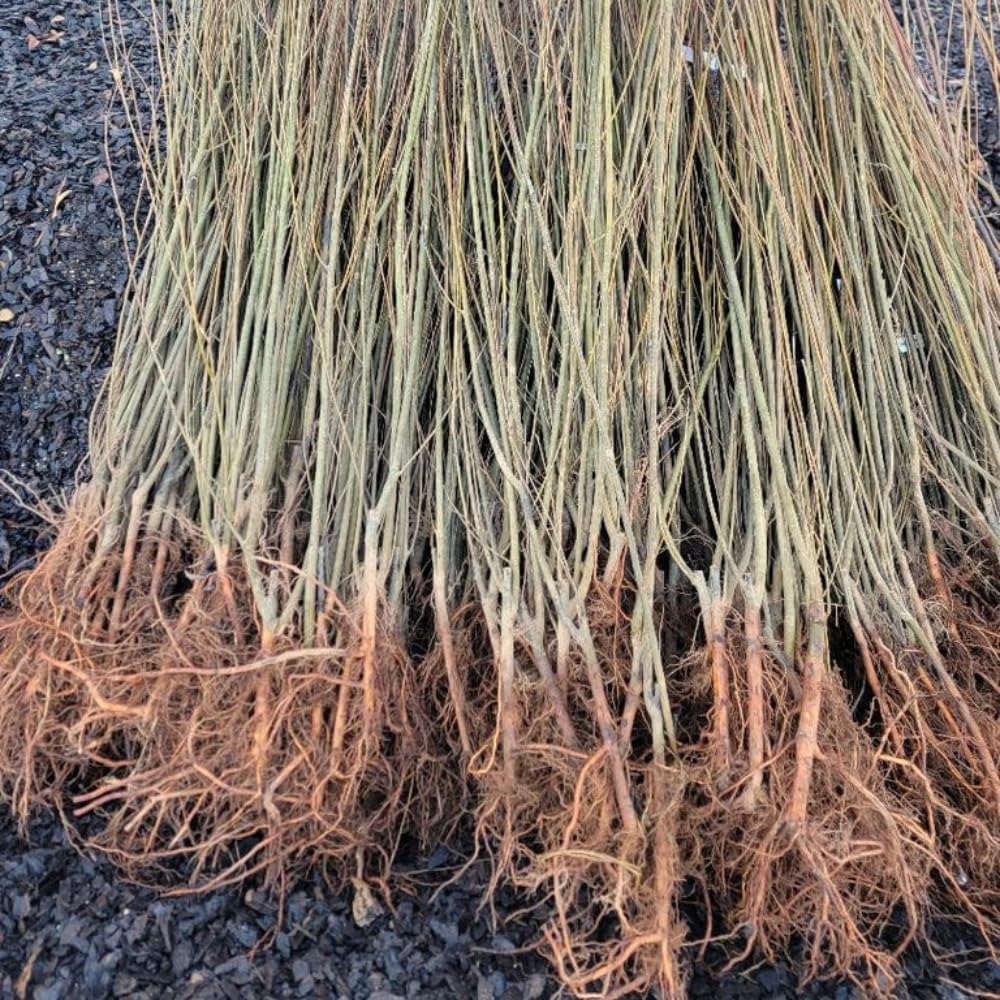 Set of 2 Weeping Willow Bare Root Trees, 1-2 Feet Tall Dormant Live Willow Plants, Fast-Growing Cold-Hardy Shrubs for Outdoor Landscaping