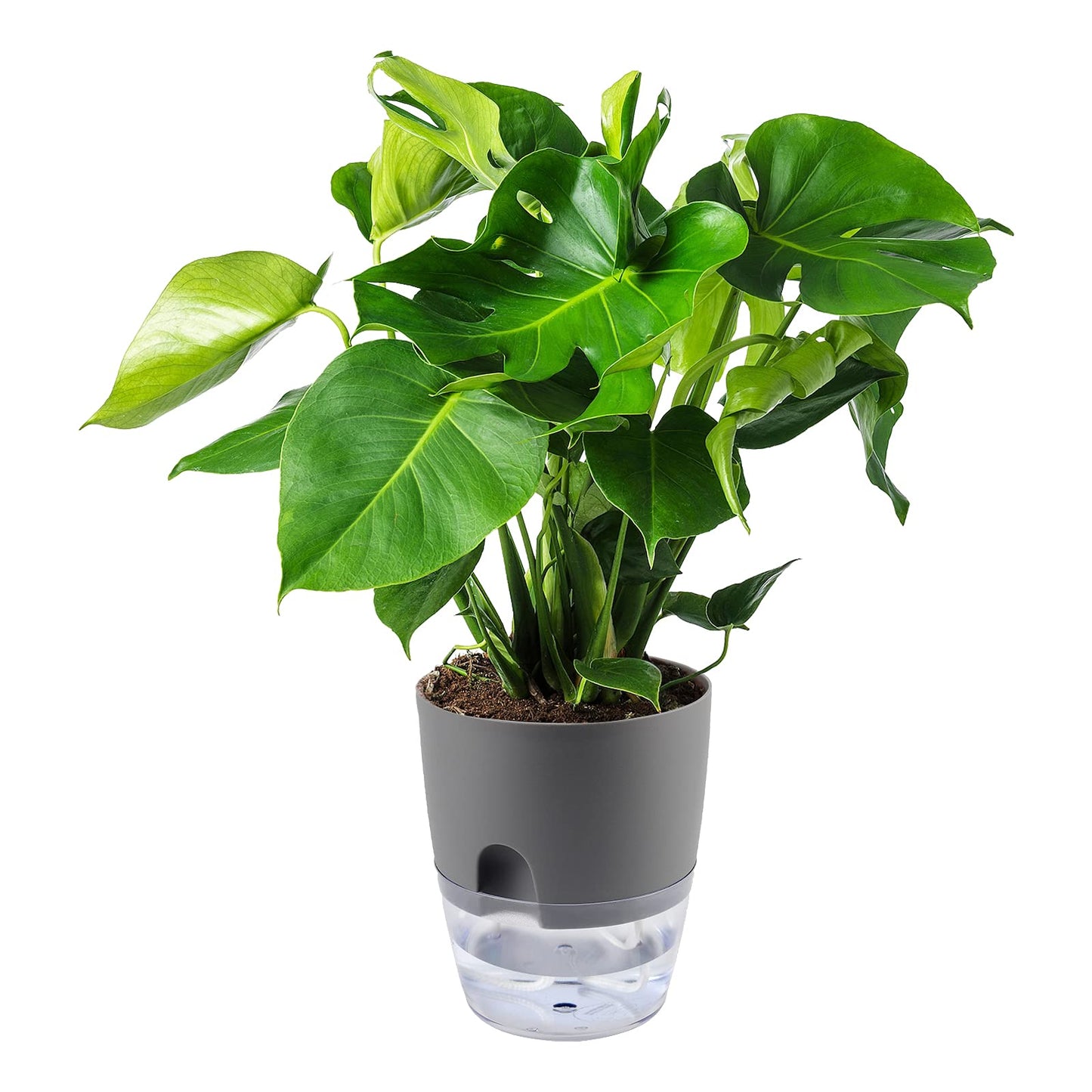 HAKZEON 6 Pack 6 Inch Plastic Self Watering Pots for Indoor Plants, Self Watering Flower Pots with Wick Ropes, Double-Layer Self Watering Planter Pots for Plants, Flowers, Herbs