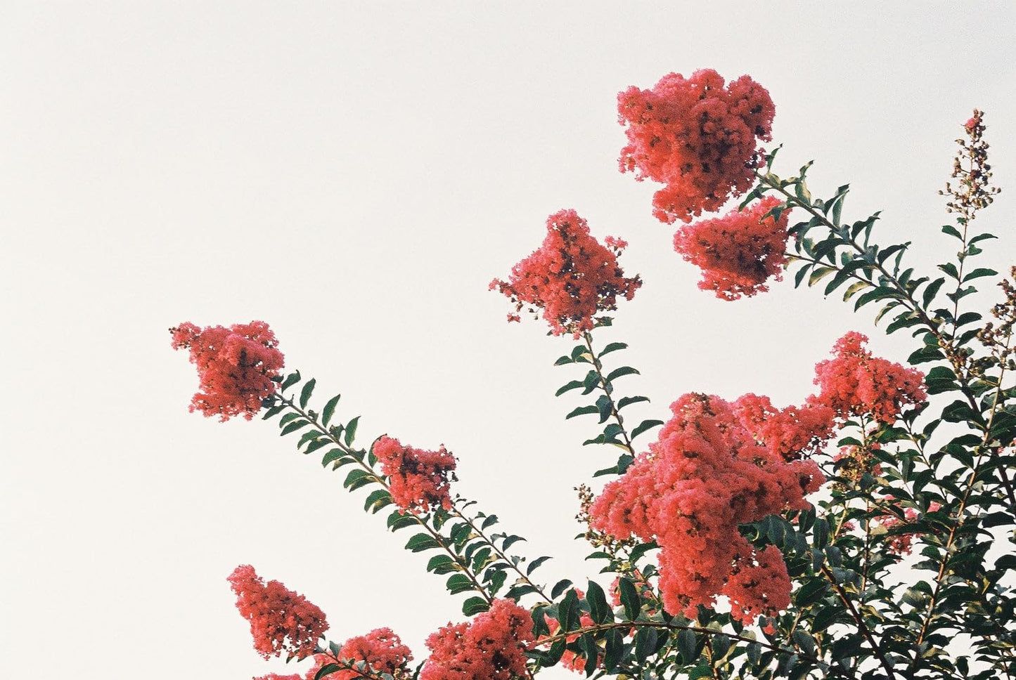 Crape Myrtle Dynamite Red Garden Tree - Fast Growing Flowering Live Plant Vibrant Red Blooms, Heat and Drought Tolerant, Low Maintenance, Ideal for Landscaping and Privacy Screens (1gal Pot, 2-3ft)