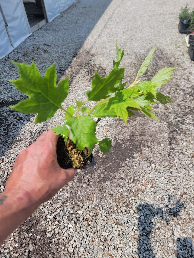 Snow Queen Oakleaf Hydrangea - Live Plant - (1 PT)