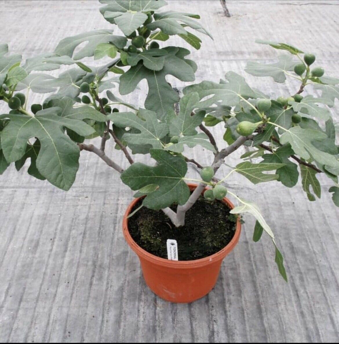 Live Plant - Fig Tree “Fignomenal” New Dwarf Variety