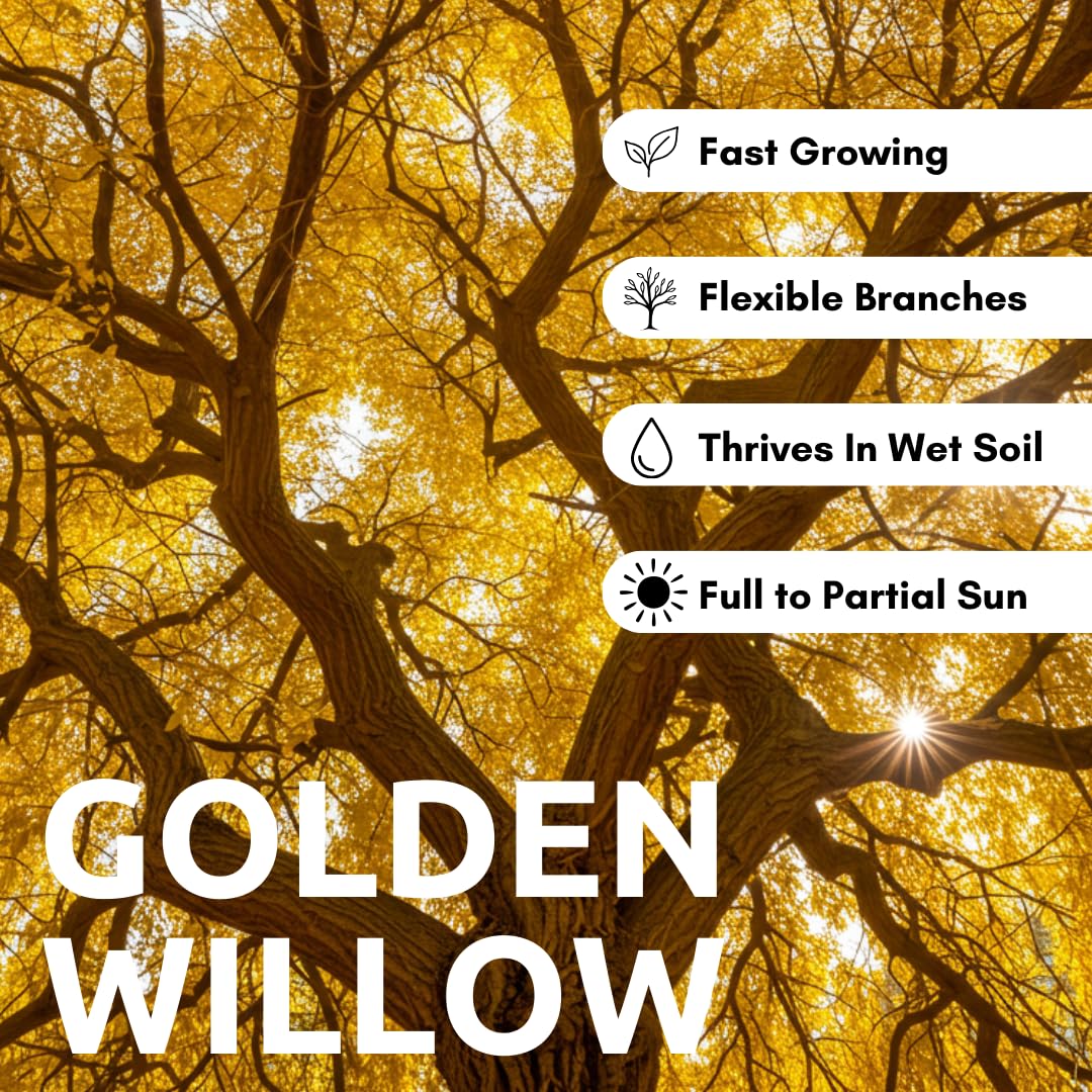 2 Golden Weeping Willow Trees - Ready to Plant - Live Plants - Beautiful Arching Canopy