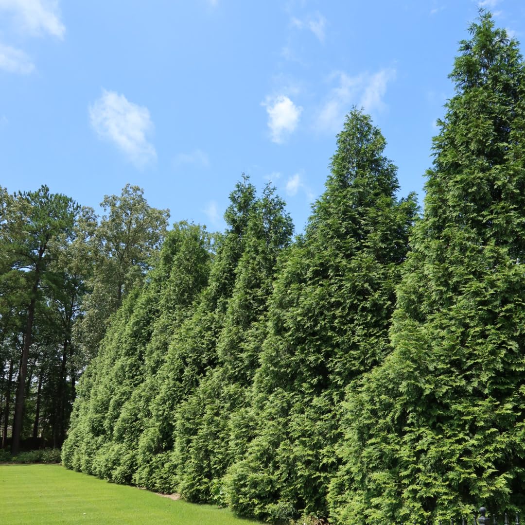 Green Giant (Thuja Tree) (3)