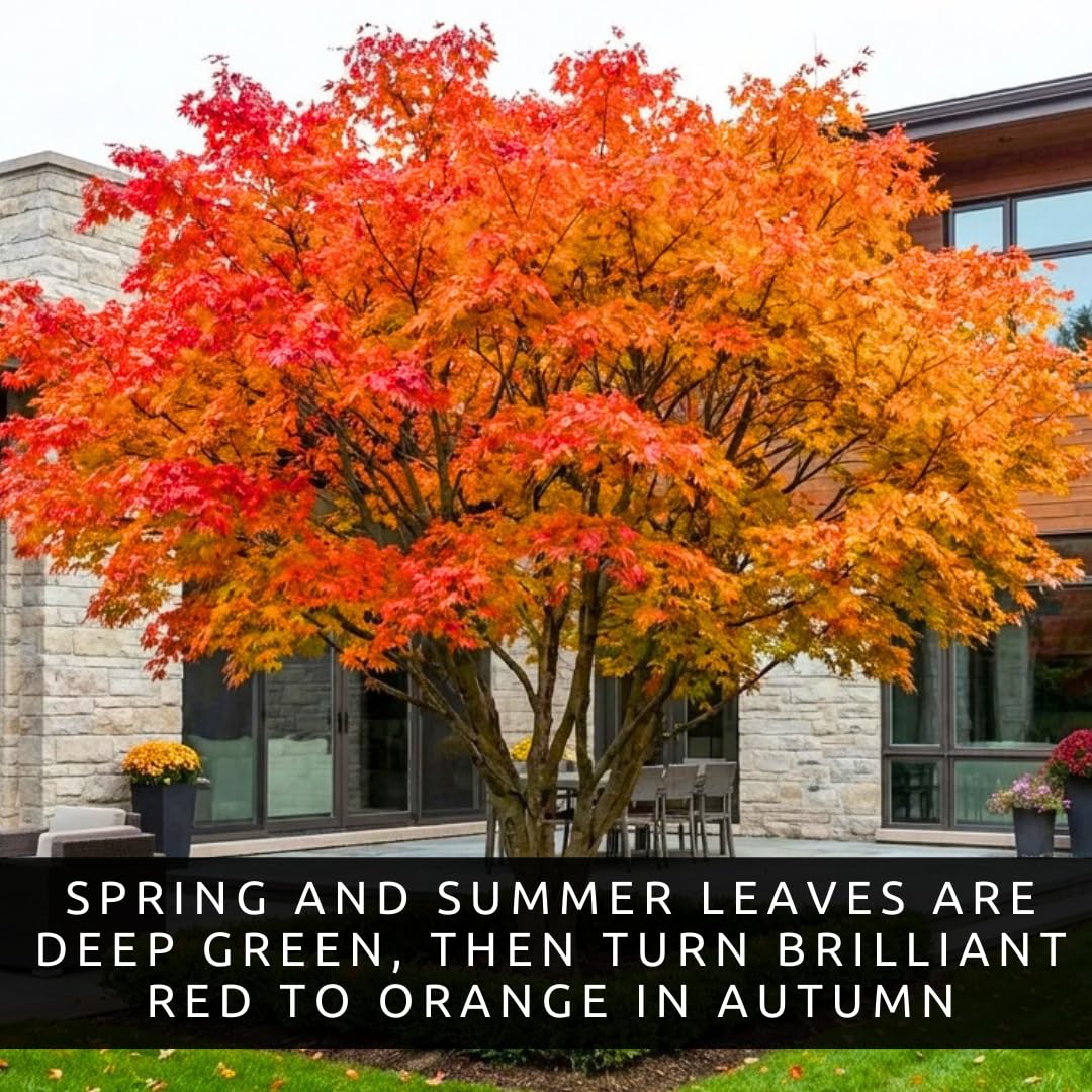 Amur Maple Tree Live Plants (Acer ginnala) – Brilliant Red Fall Foliage – Hardy Ornamental Landscape Tree – Fast Growing Compact Maple – Well Rooted Starter Sapling (1 Tree)