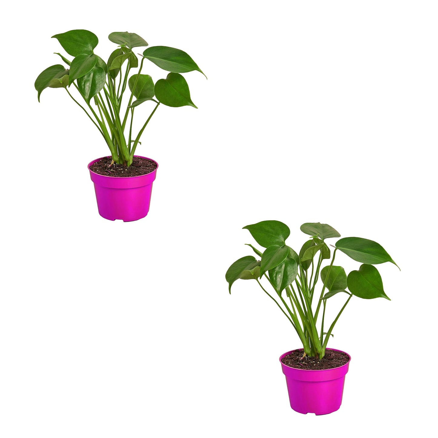 2 Pack Philodendron Monstera Split-Leaf in 6in Pot - Live Plants Tropical Houseplants | Variegated | USA Growers | The Snobby Leaf