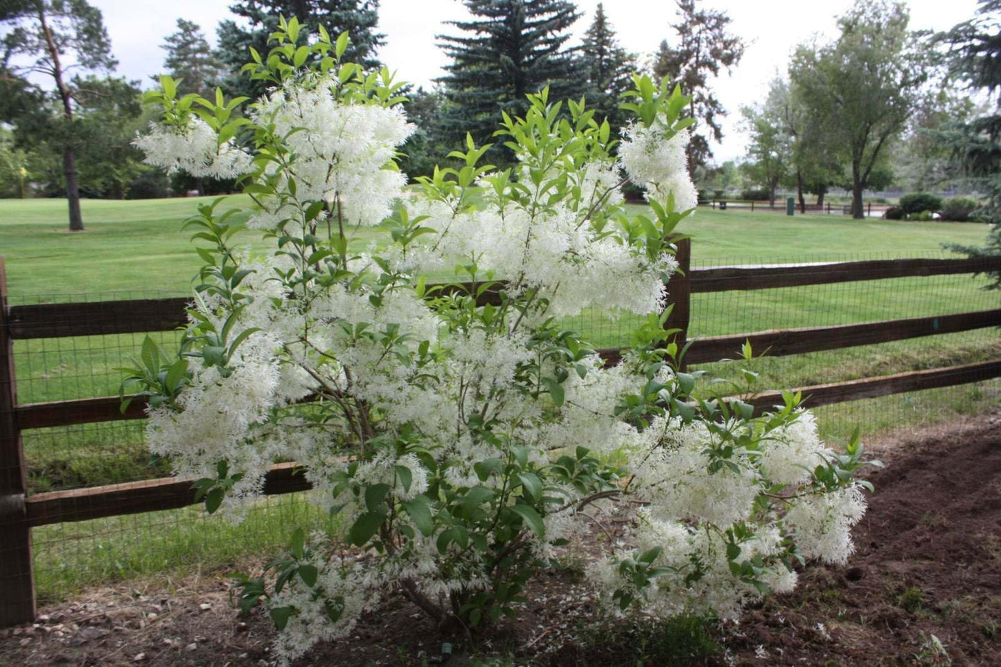 Live Plant - White Fringe Tree/Shrub - 6-12" Tall Live Plant, Qt Pot - Chionanthus virginicus